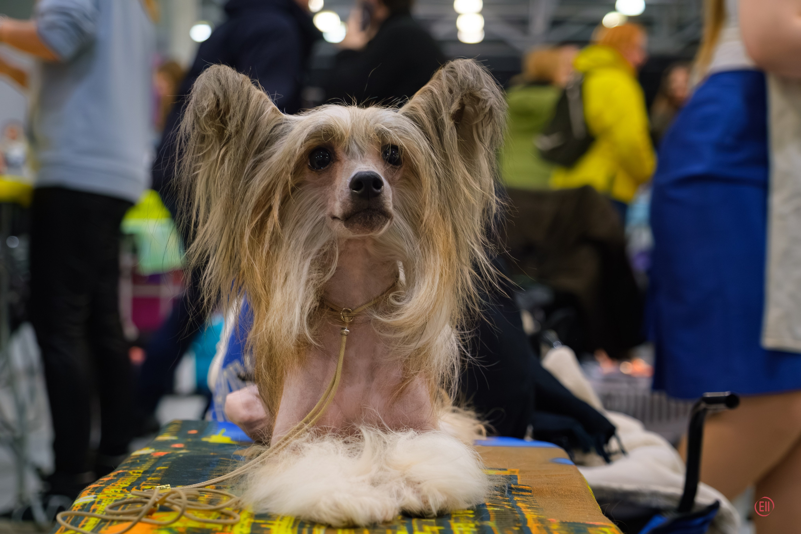 Poale Ell Chester. Питомник китайских хохлатых собак Poale Ell: купить щенка