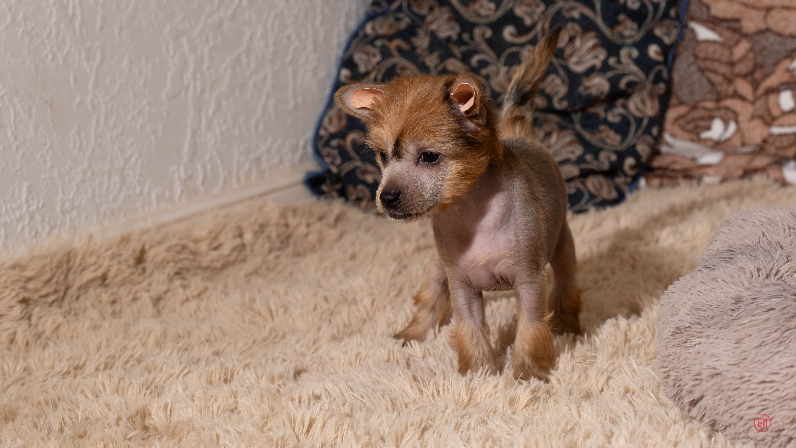 Poale Ell Gloria. Chinese Crested Dog Kennel Poale Ell