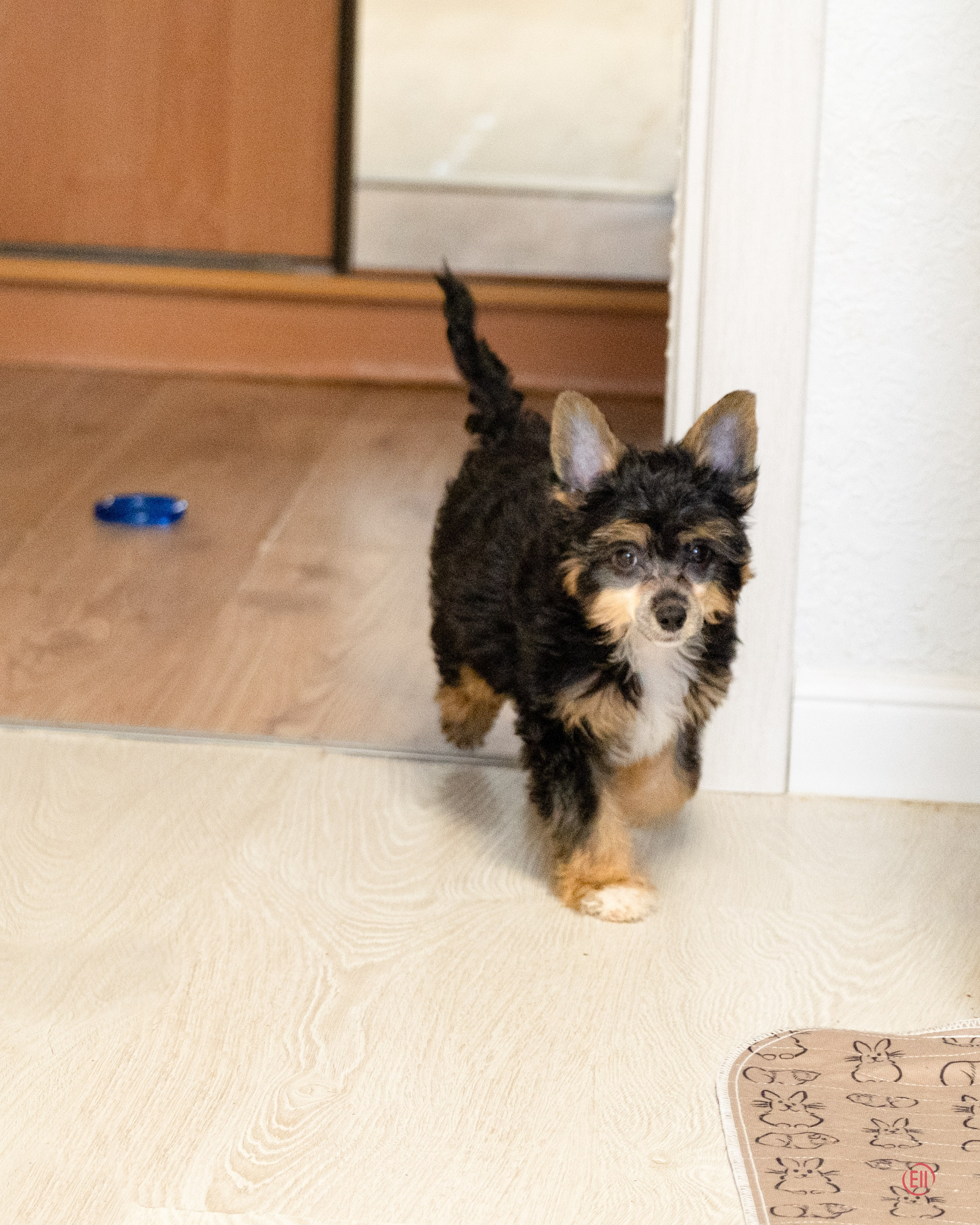 Poale Ell Grace. Chinese Crested Dog Kennel Poale Ell