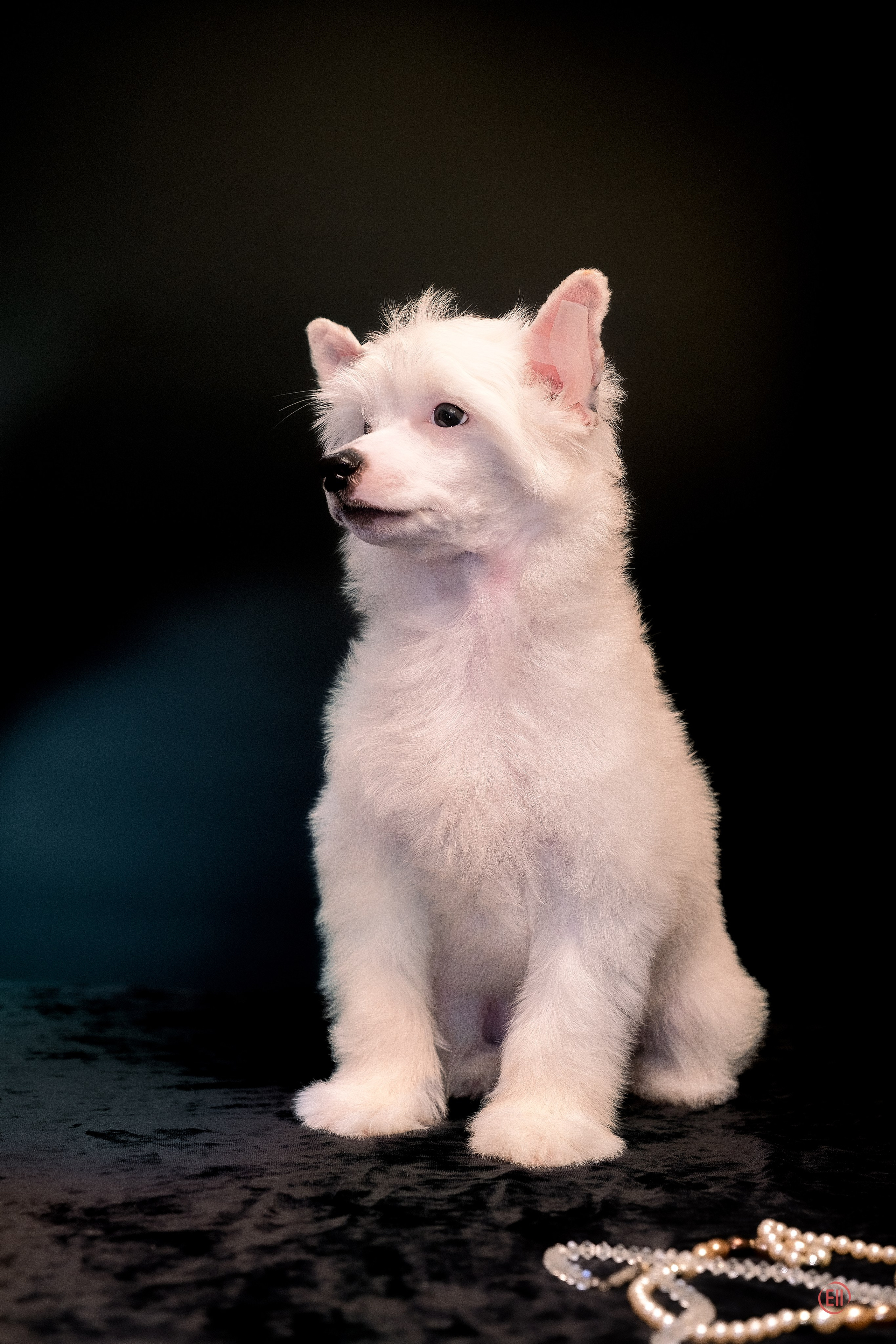 First photo session of the litter “F” of the Laisan Island kennel. Chinese Crested Dog Kennel Poale Ell