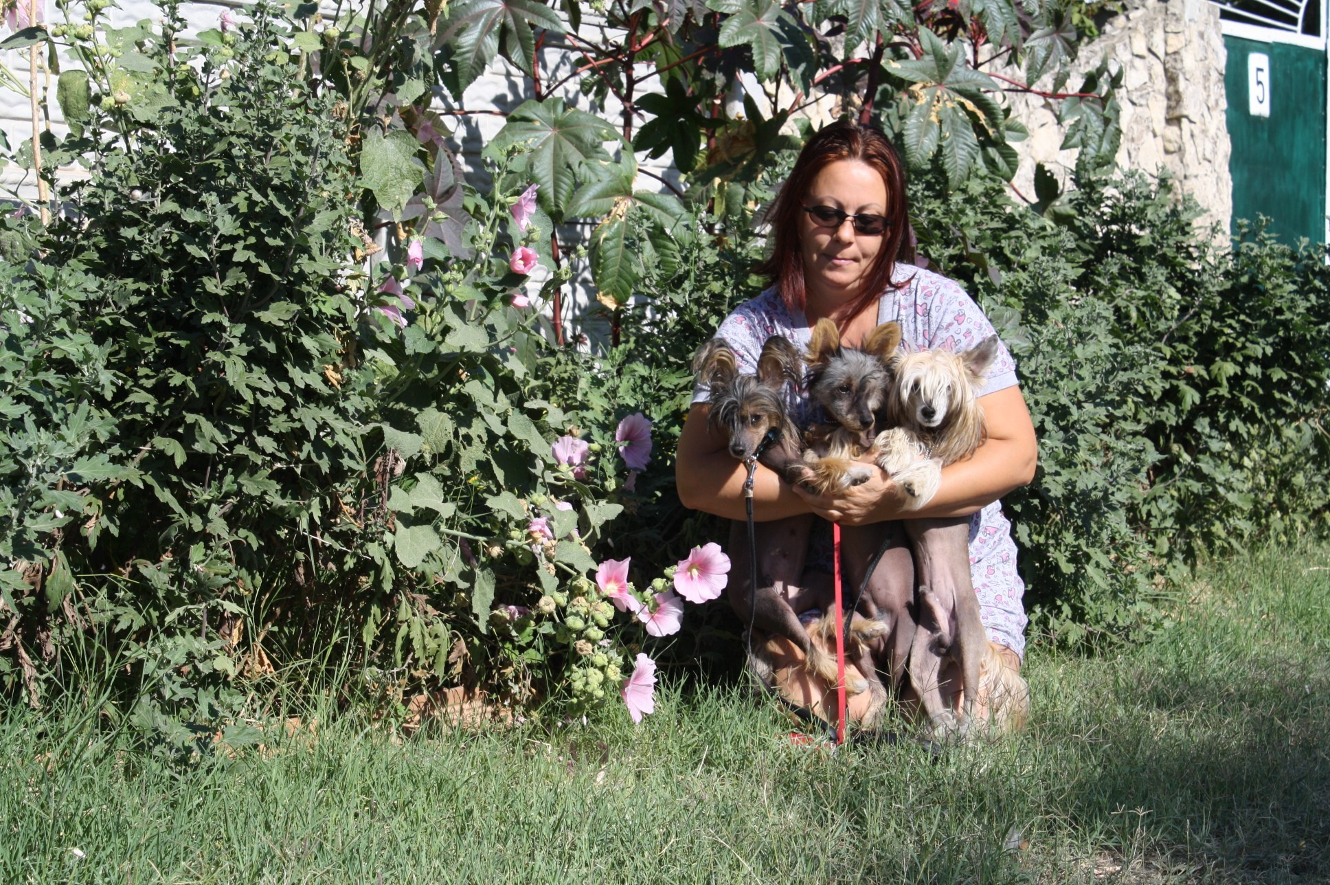 Dolzhanskaya Spit. Chinese Crested Dog Kennel Poale Ell