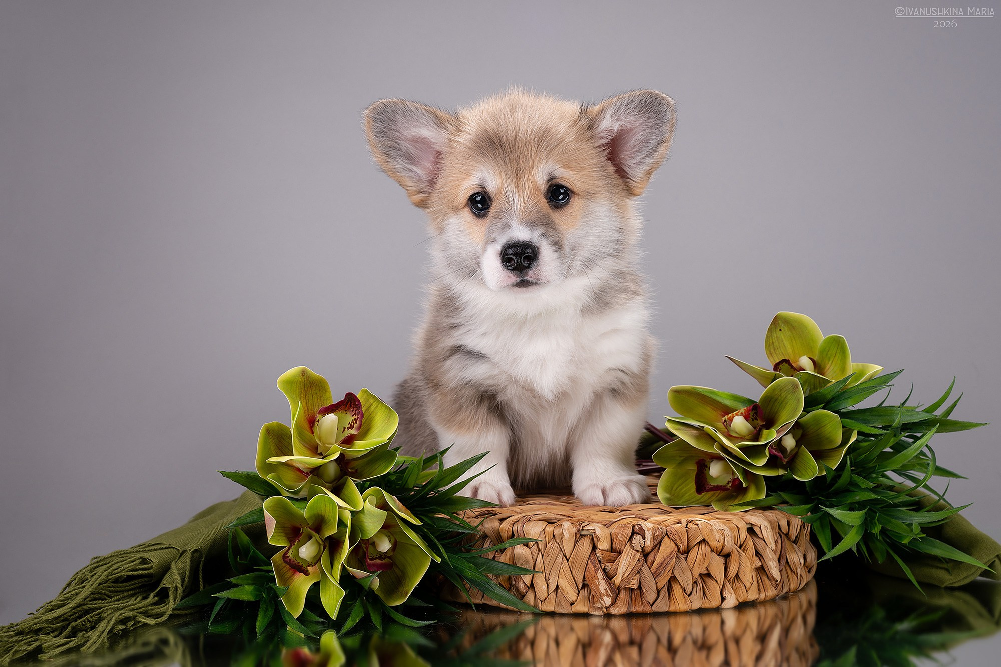 Фотосессия щенков на фонах. Фотограф собак в Москве и Московской области Иванушкина Мария