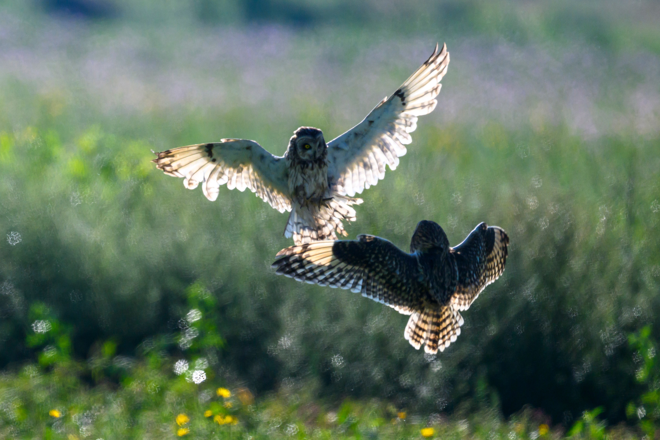 Первая охота совят. The first hunt of owlets. Фотограф Сергей Пупонин
