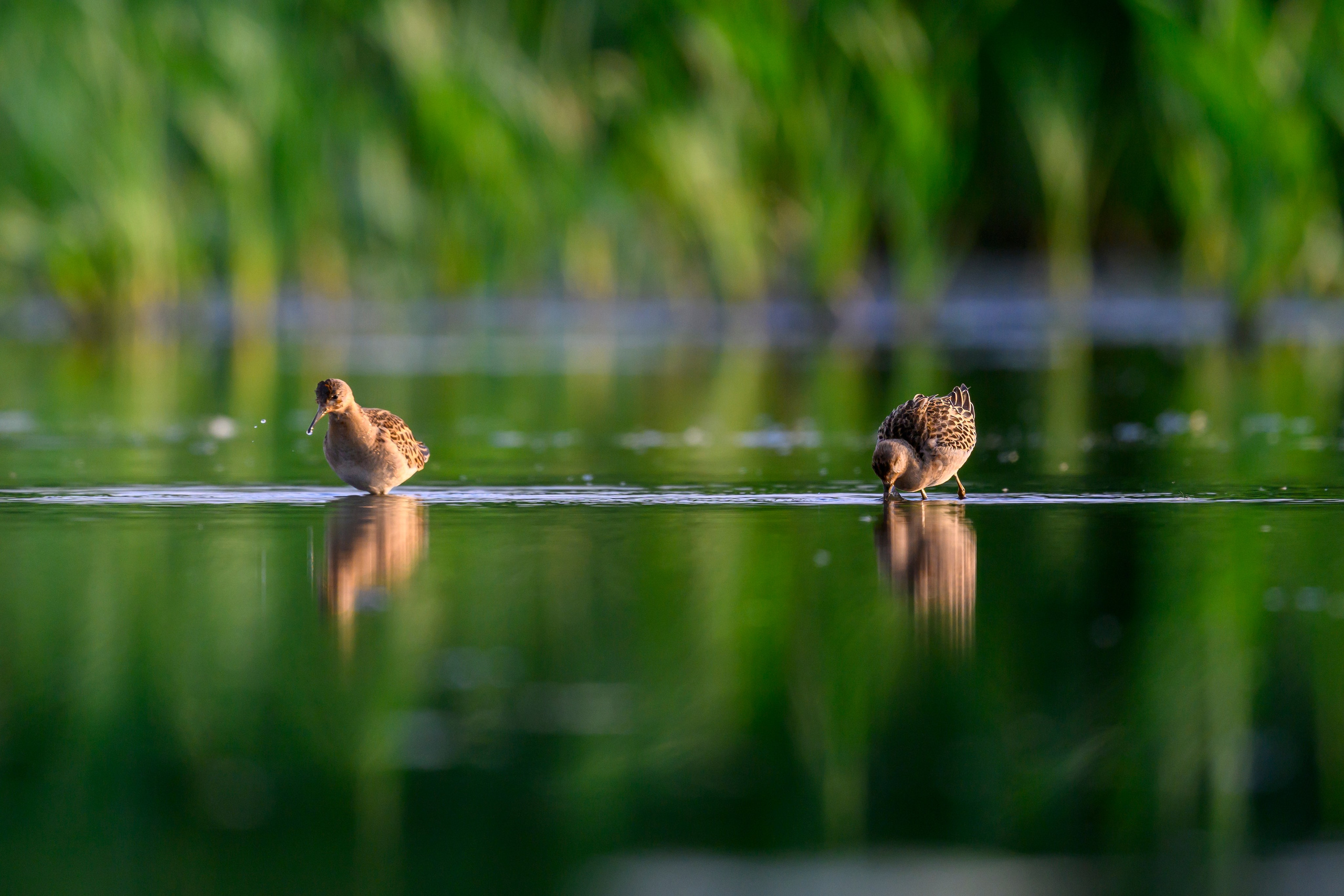 Веретенники, фифи и турухтаны. Godwits, Wood sandpipers and Ruffs. Фотограф Сергей Пупонин