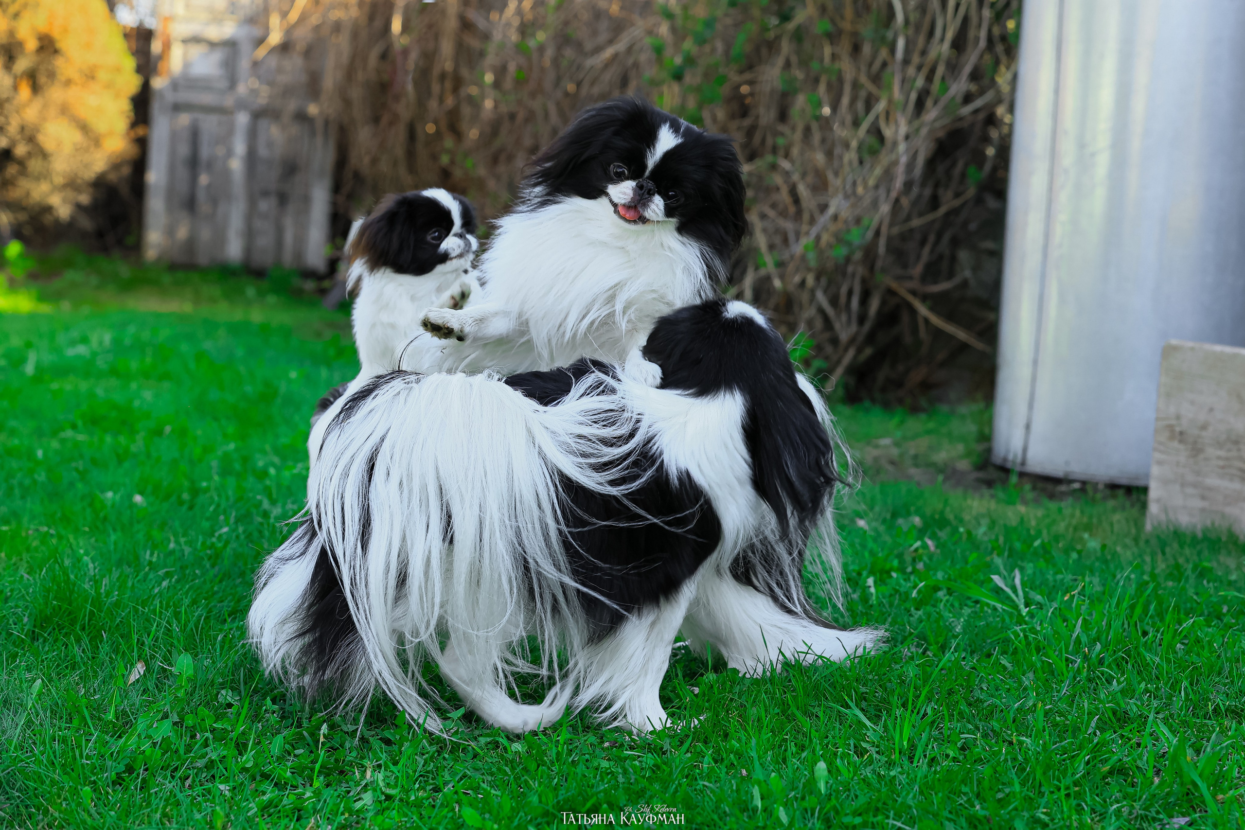 Японский хин, фотография японский хин, собака в цветах, красивая собака, фотограф анималист, фотокурс Анималистика, научиться фотографировать собак, фотограф Новосибирск