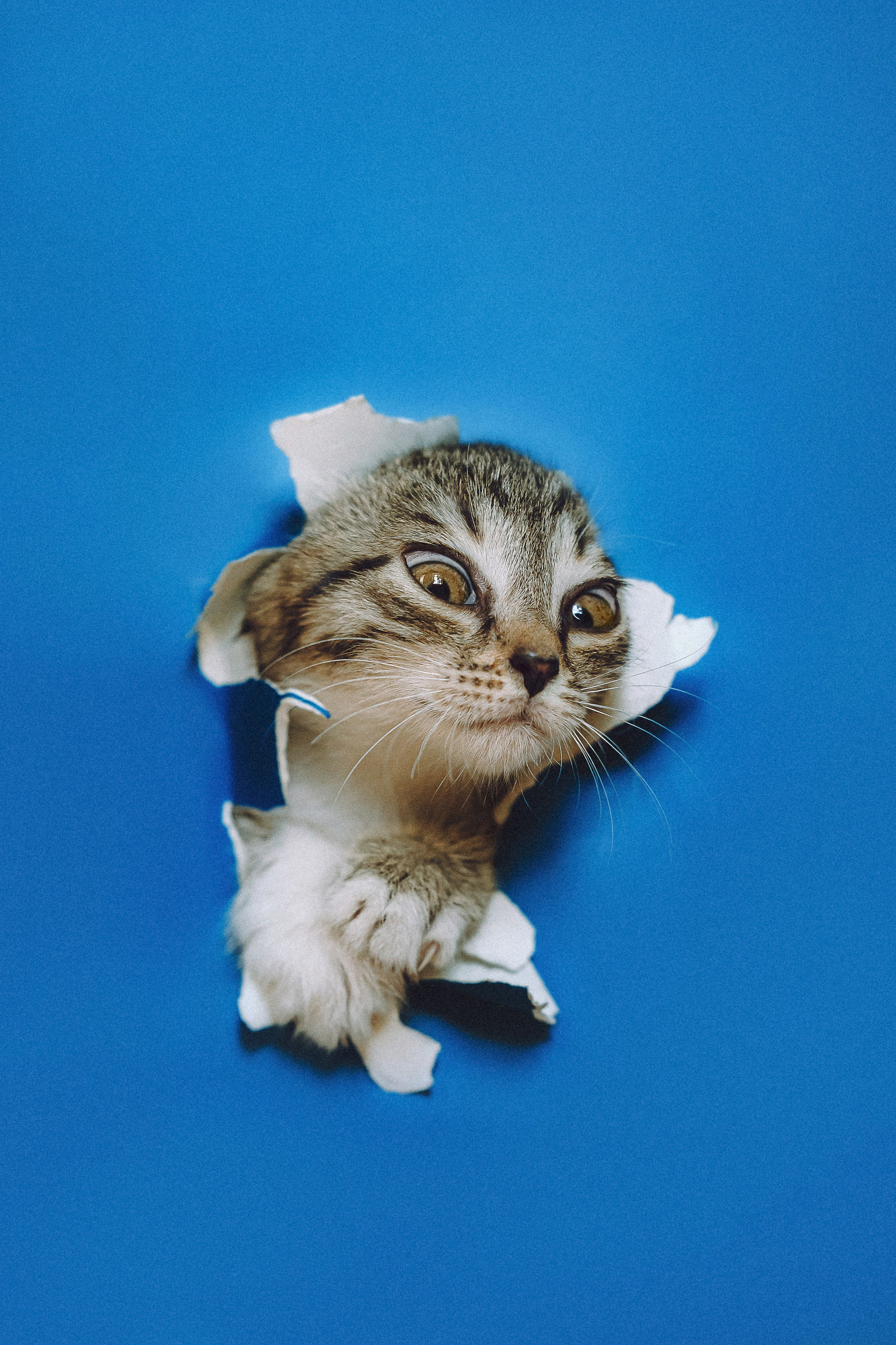 Более 30 идей для фотосессии с котенком