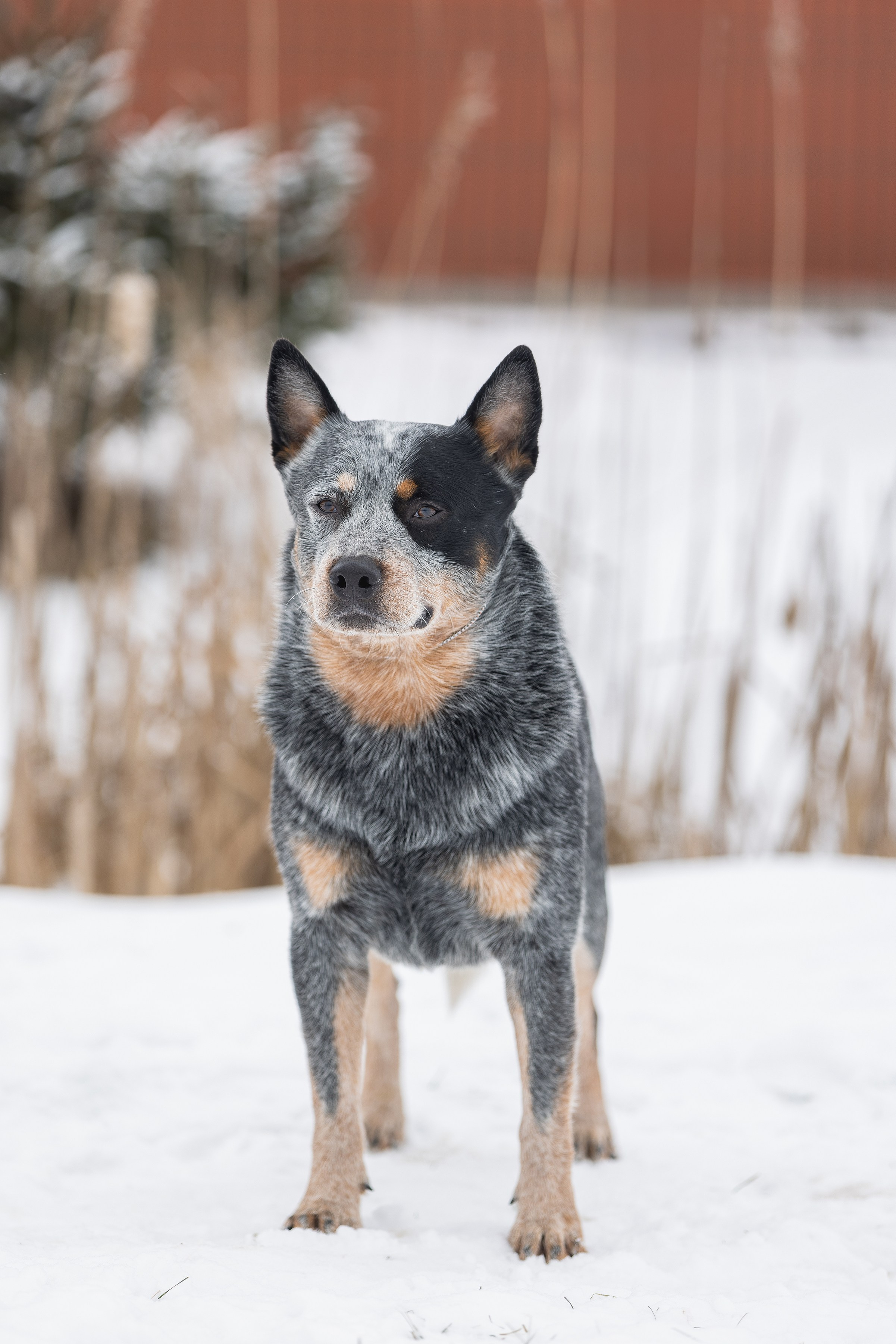 Фотограф Алена Звездина
