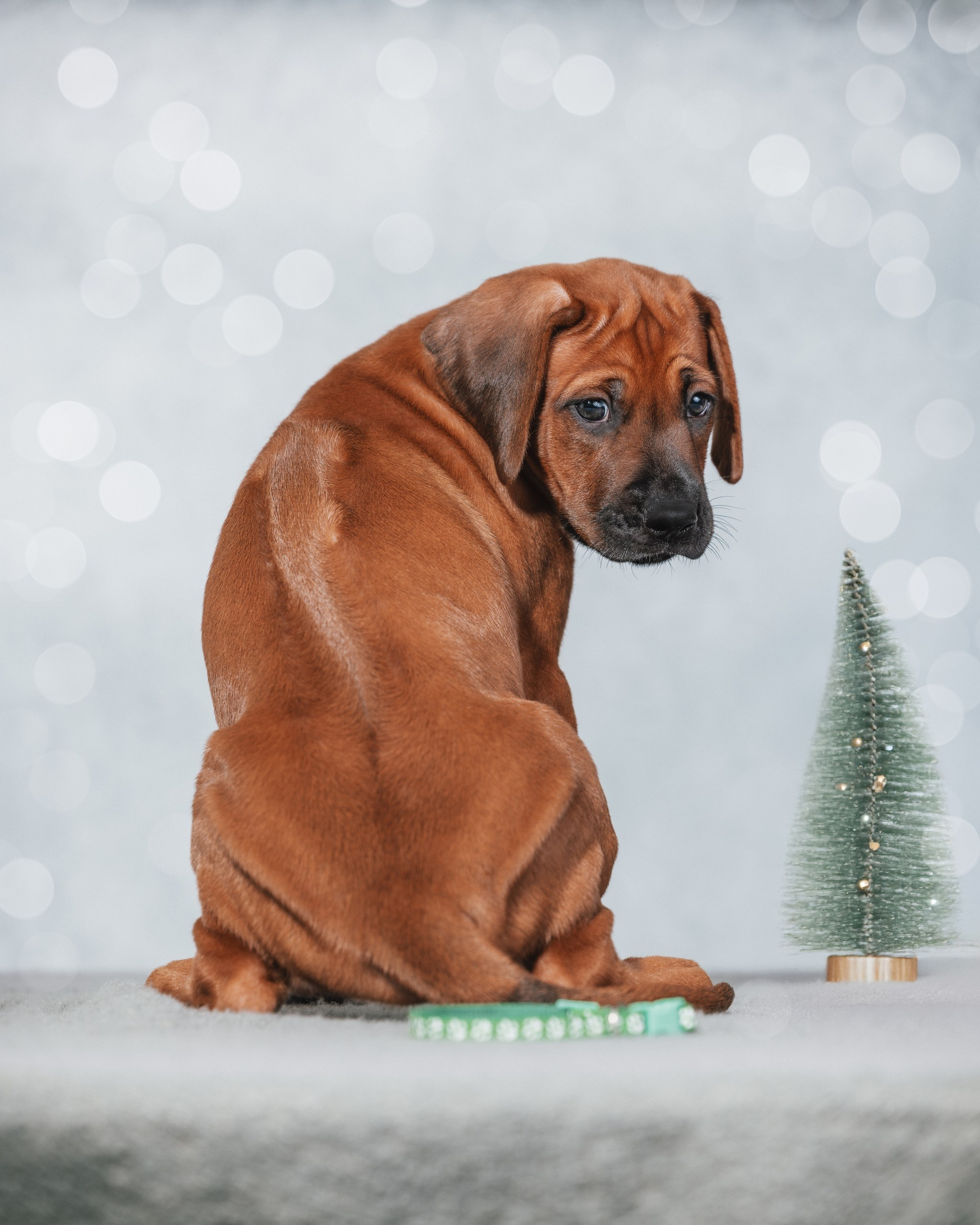 VIVA VERITAS Iz Doma Narayzi (1). Rhodesian Ridgebacks in St. Petersburg