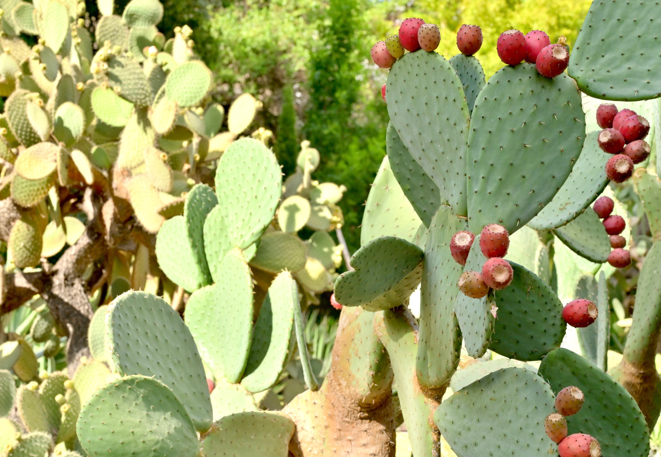Ботанический сад в Валенсии — старейший в Европе. Гид и фотограф в Валенсии Новиков Михаил