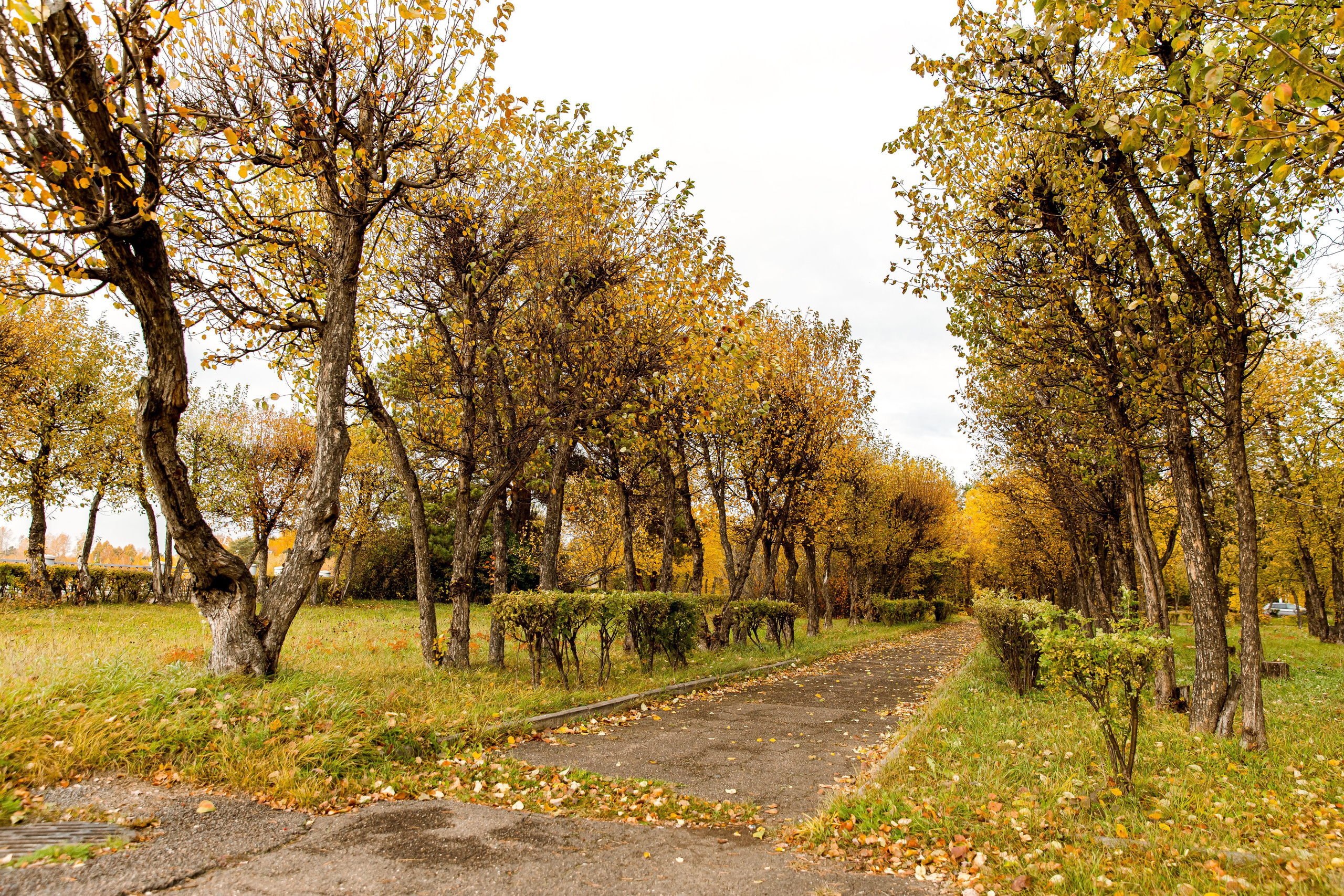 Осень в парке. Семейный и детский фотограф в Железногорске Саламахо Ольга