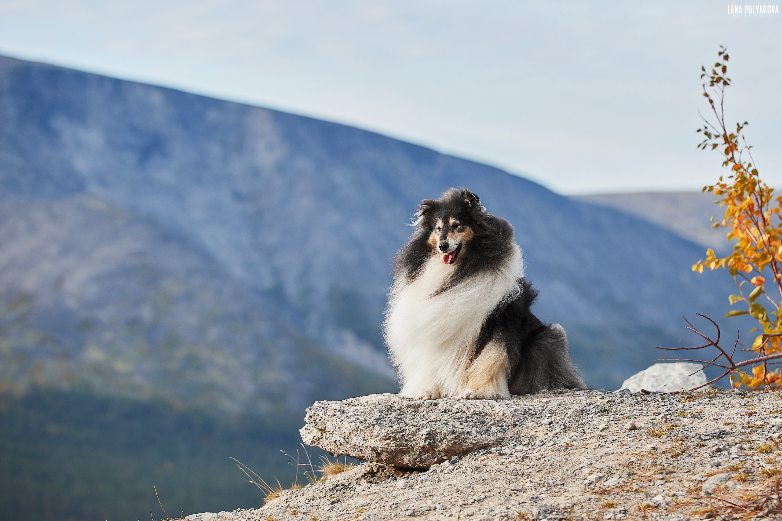 Куэльпорр, 2019