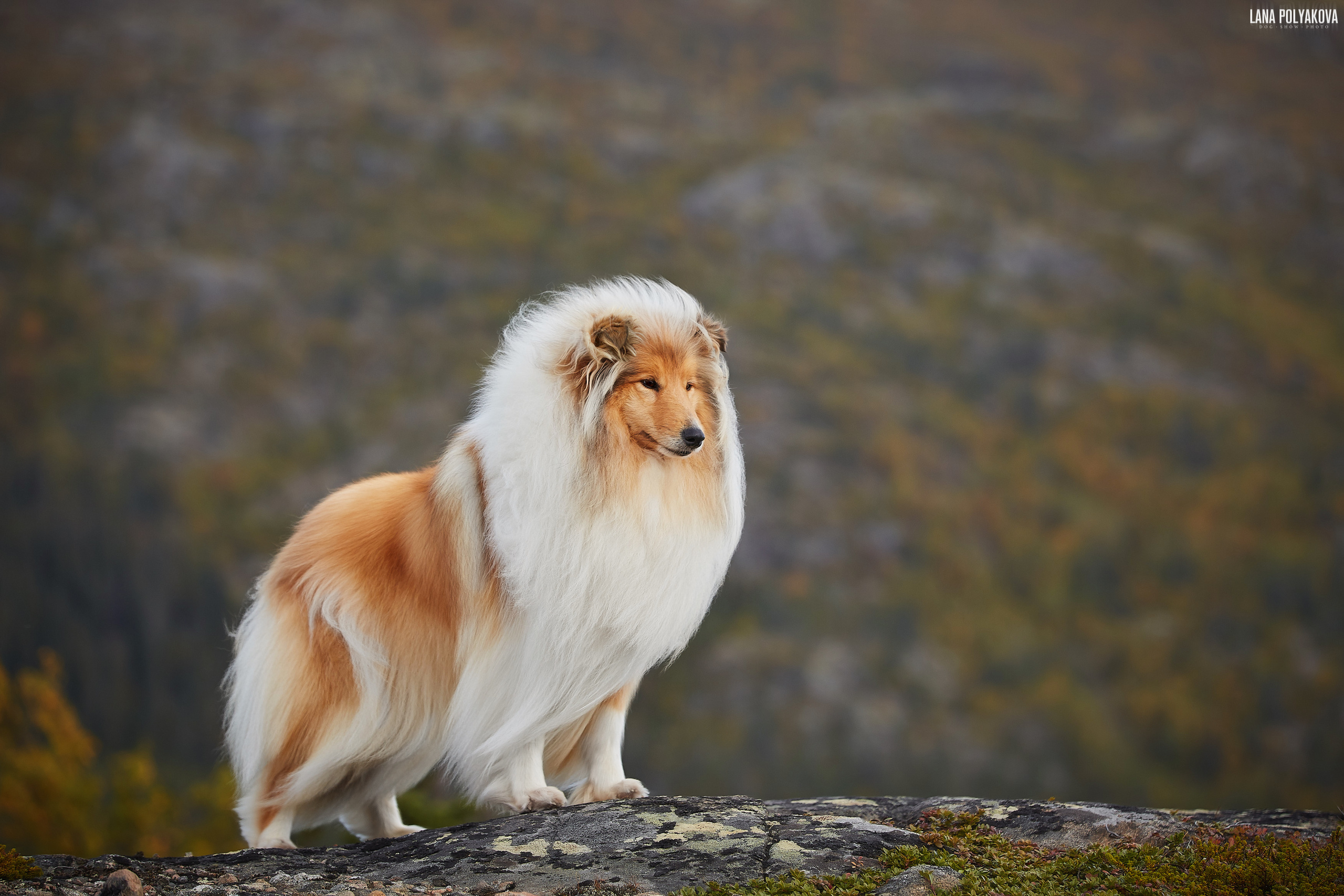 Крестовая гора, 2019