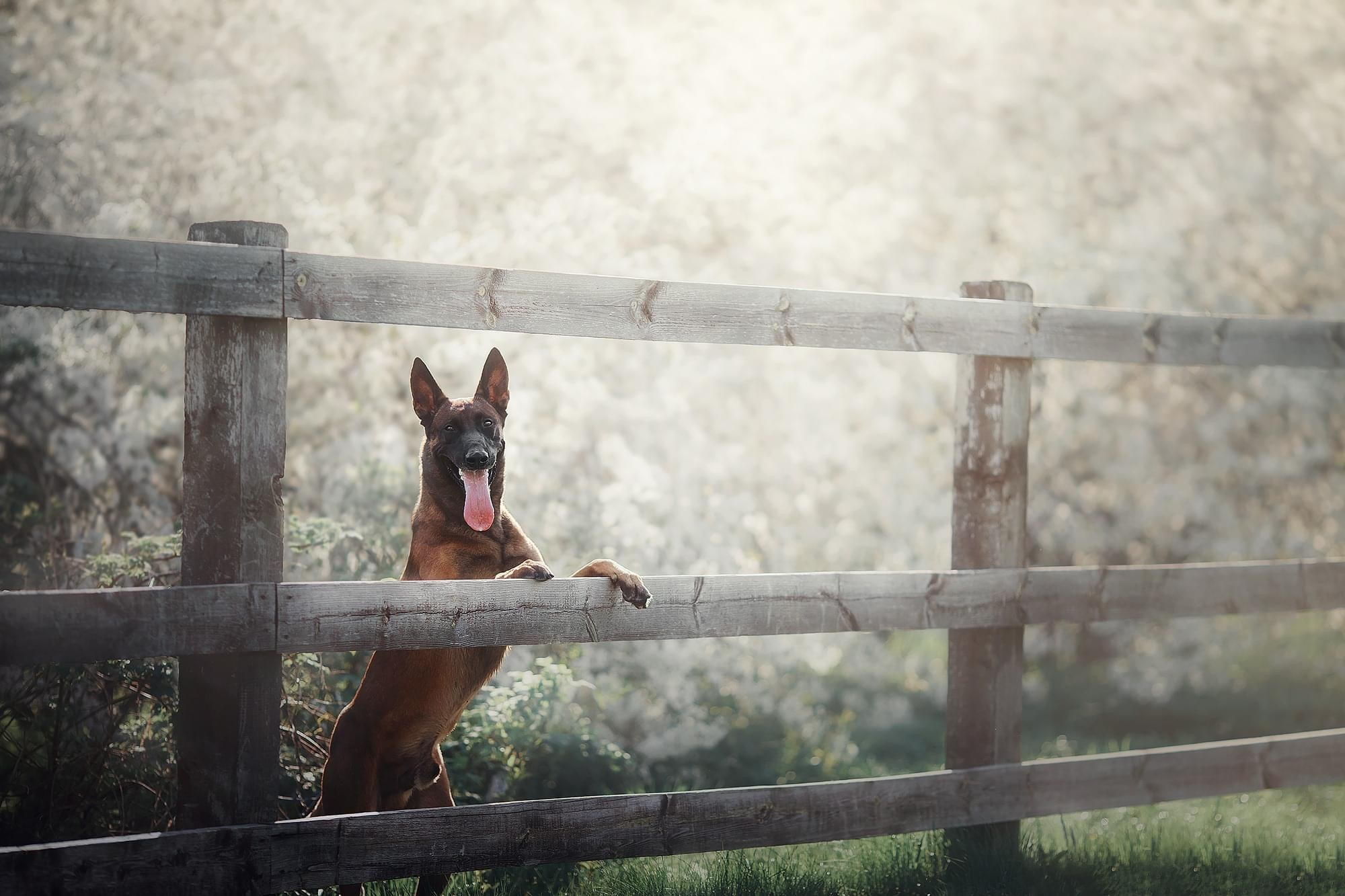 Фотограф-анималист Mary Mart — Москва, Питер