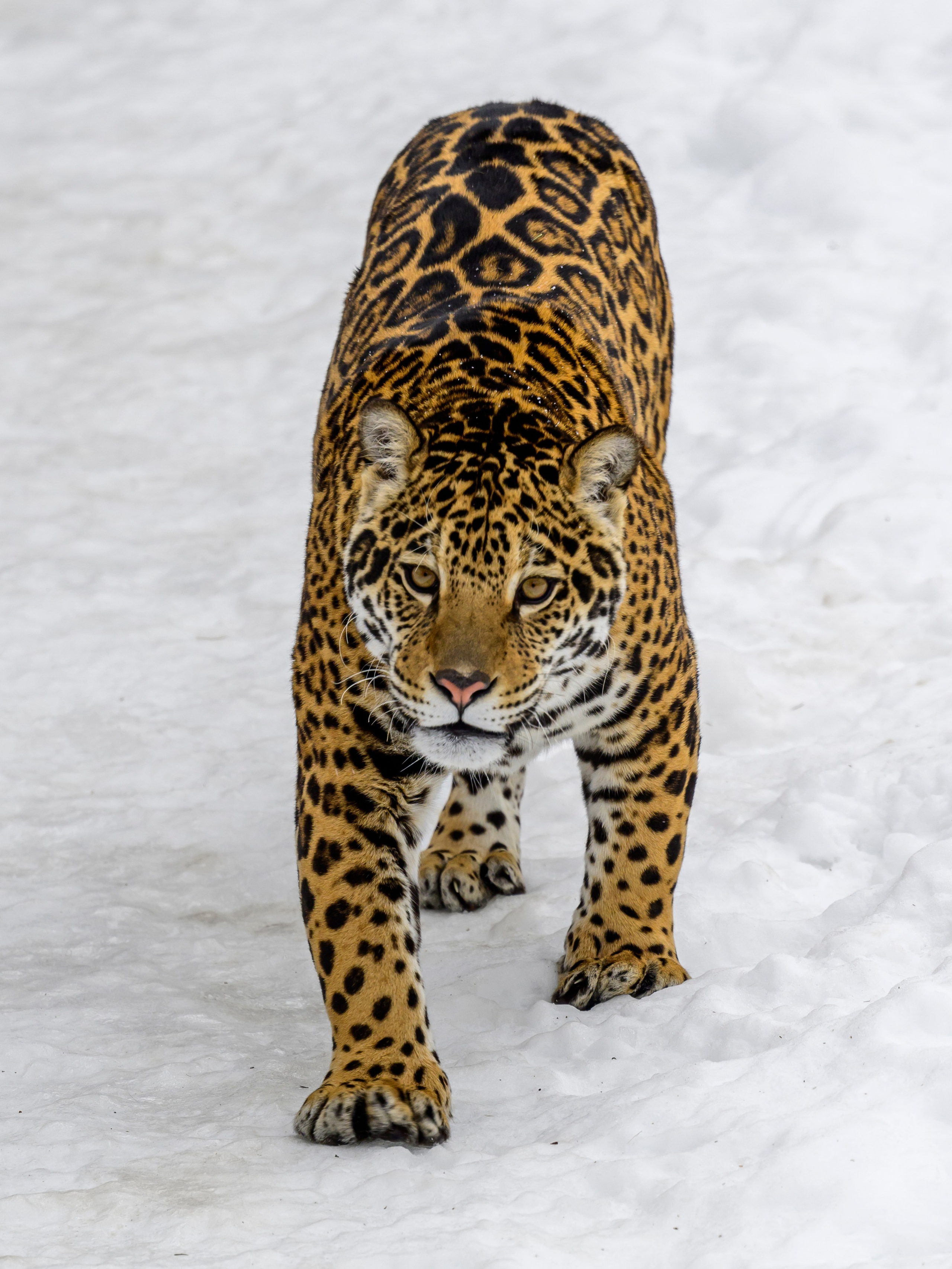 Подмосковный сафари-парк. Wildlife photography by Sergey Puponin