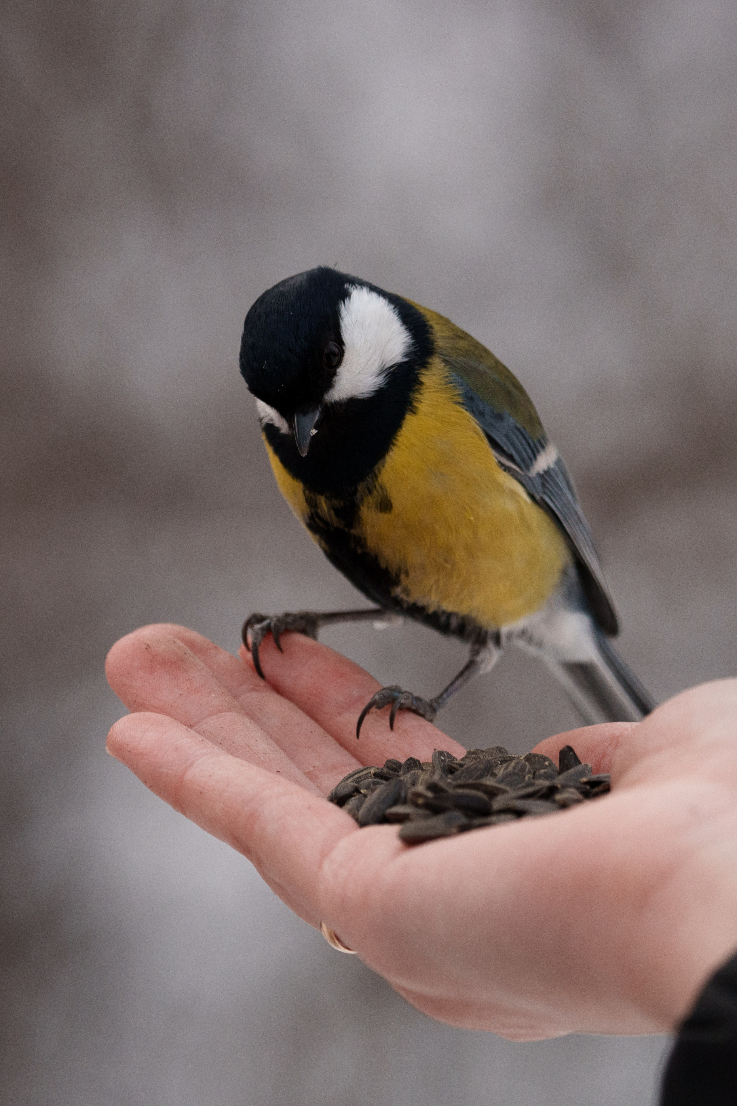 Снегирь. Донеал Скнарь — концертный фотограф