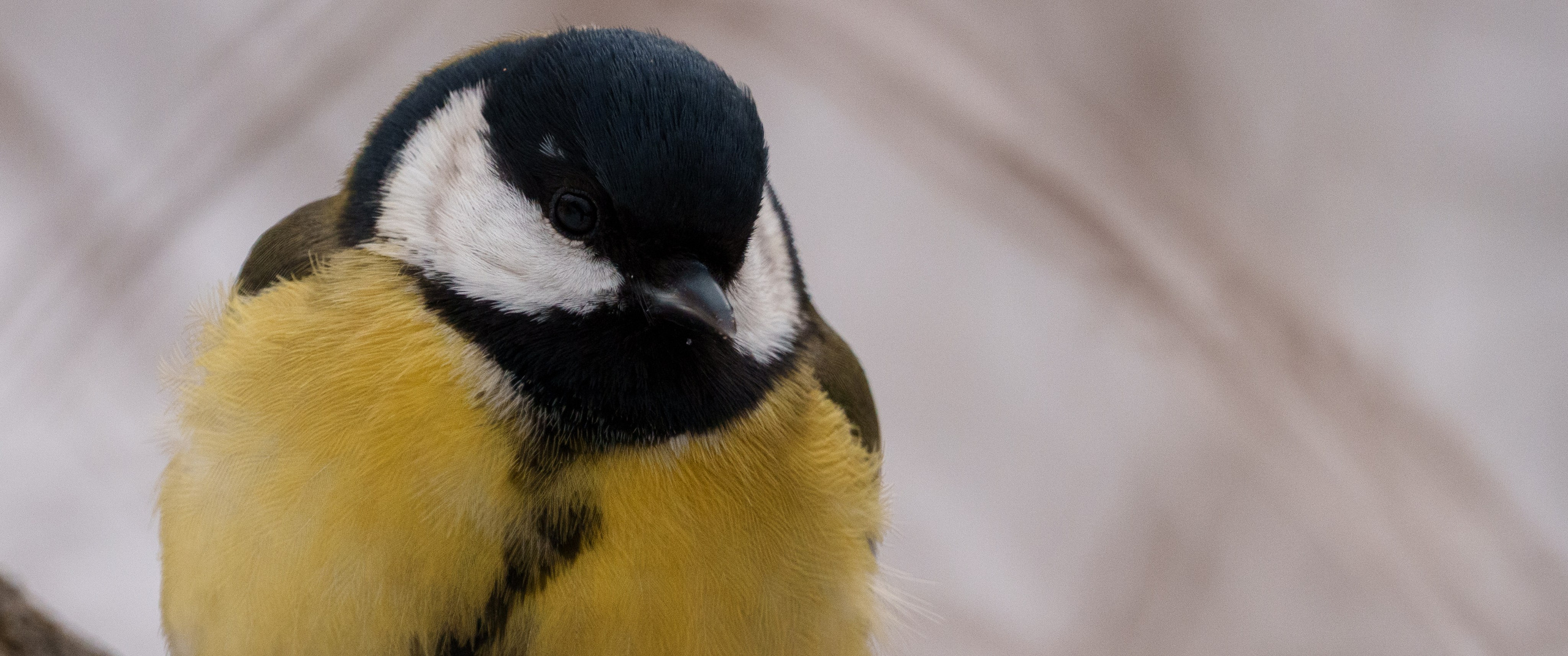 Снегирь. Донеал Скнарь — концертный фотограф