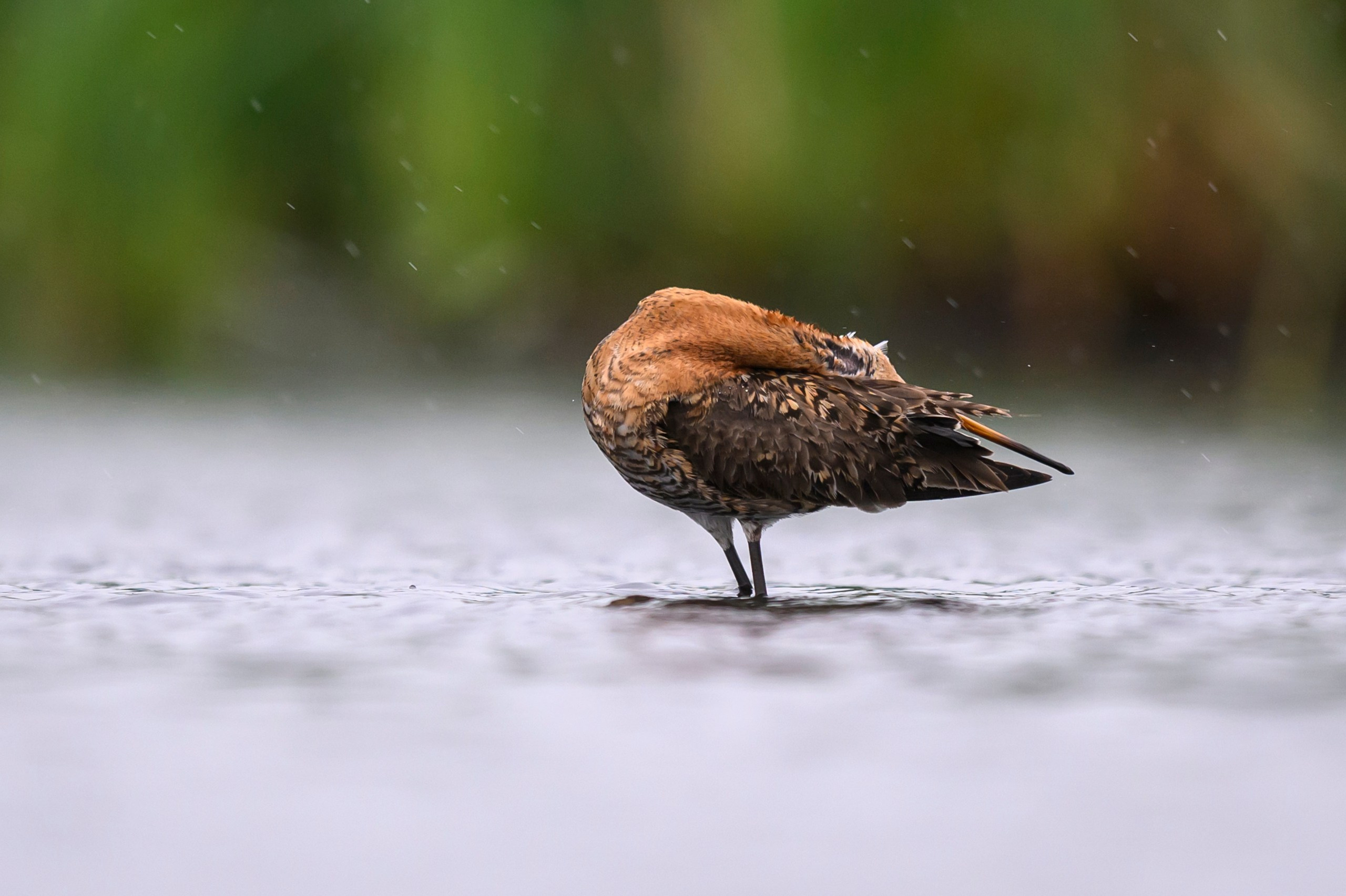 Поручейники и большой веретенник. Wildlife photography by Sergey Puponin