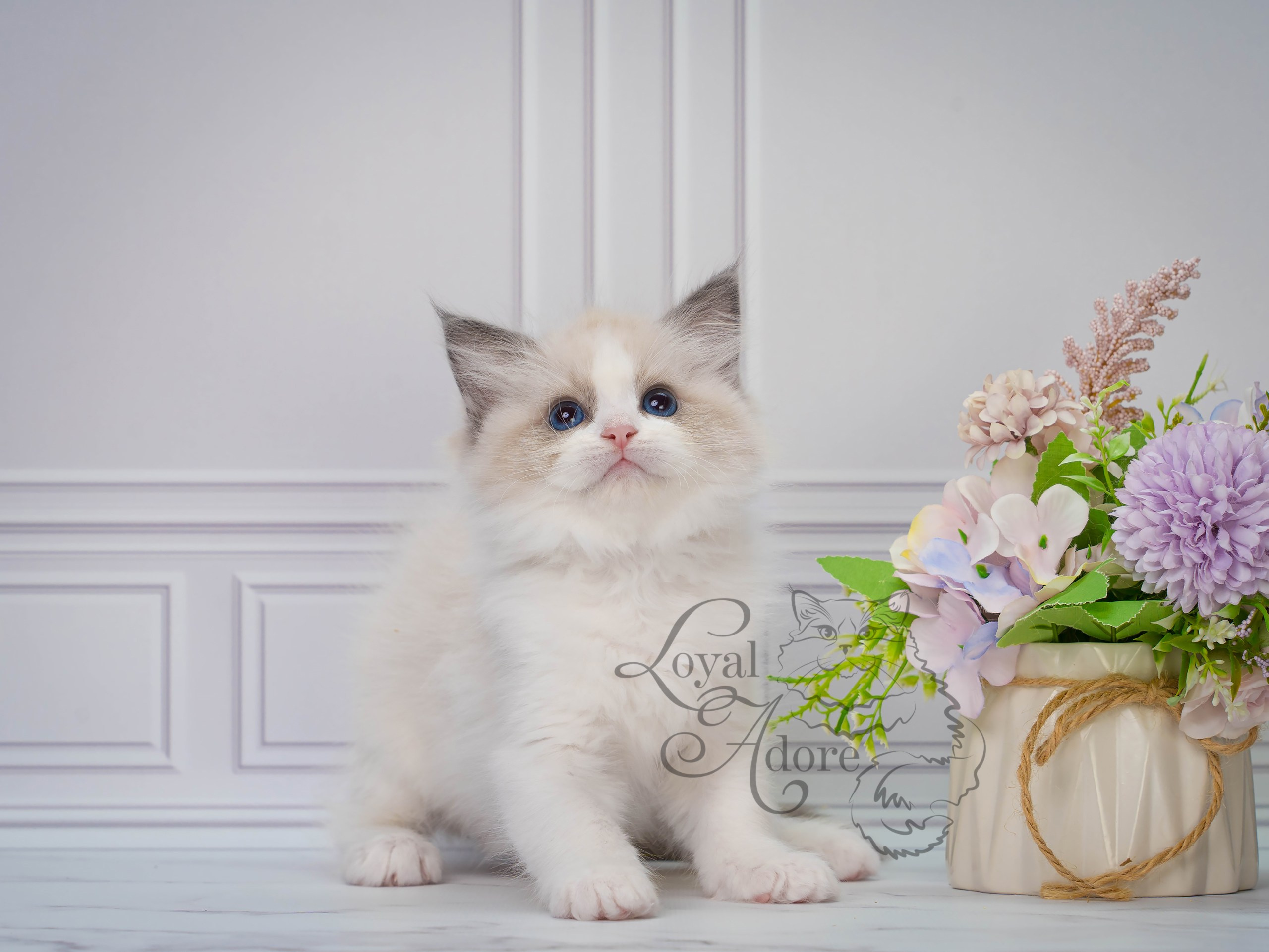Котята рэгдолл от Loyal Adore. Питомник рэгдолл Loyal Adore