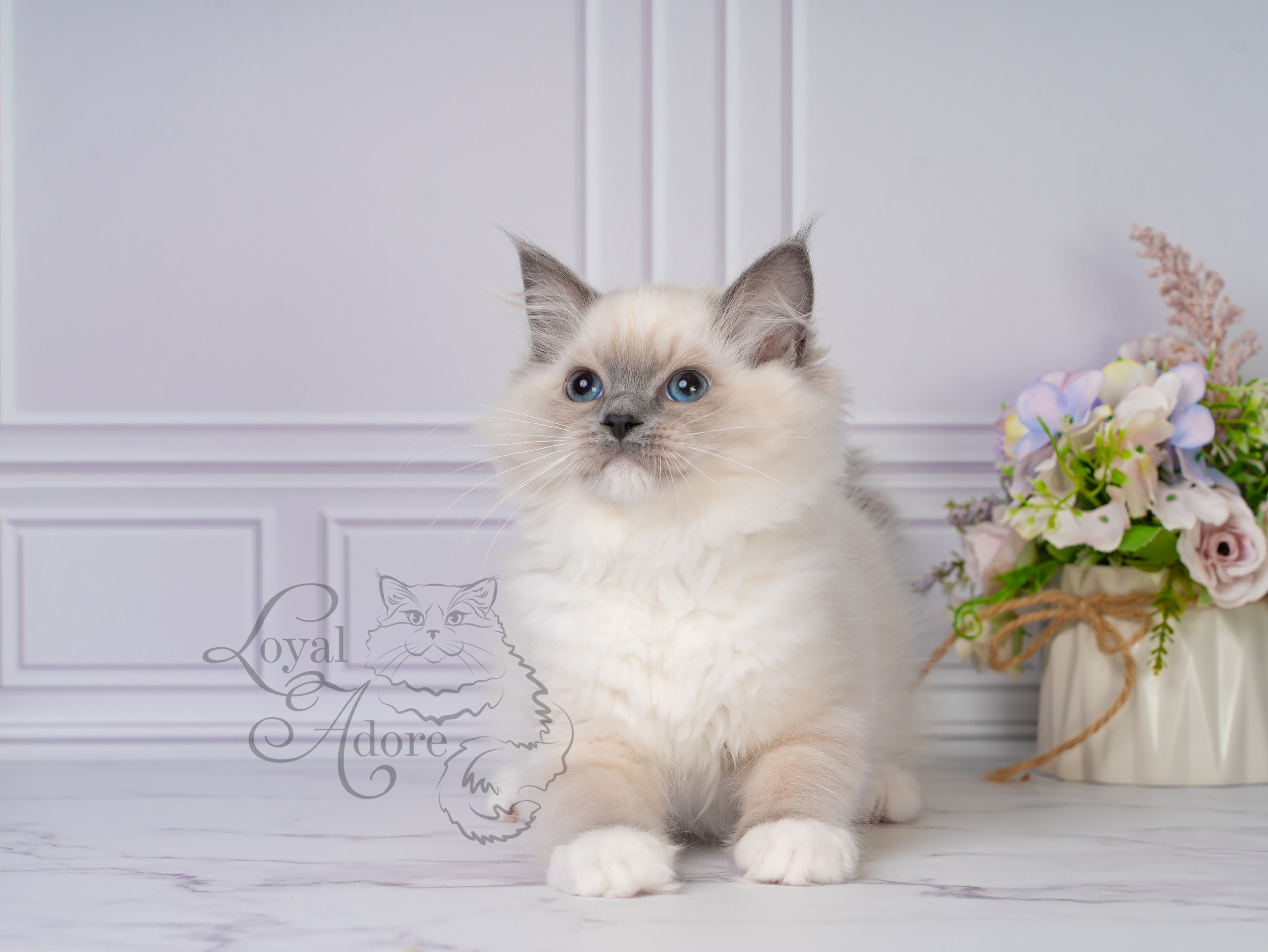 Все свободные котята. Питомник рэгдолл Loyal Adore