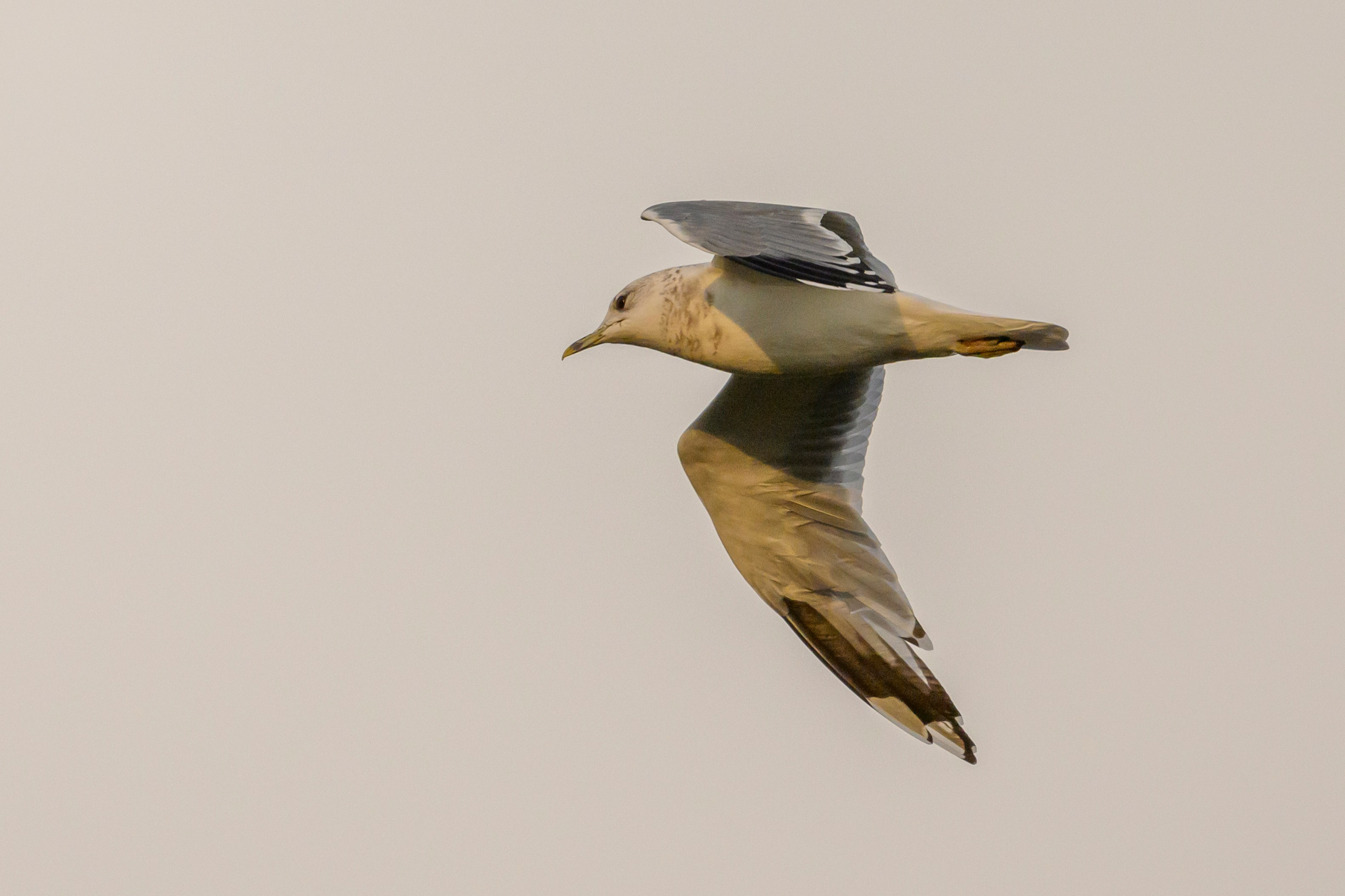 Цапли. The Herons. Фотограф Сергей Пупонин