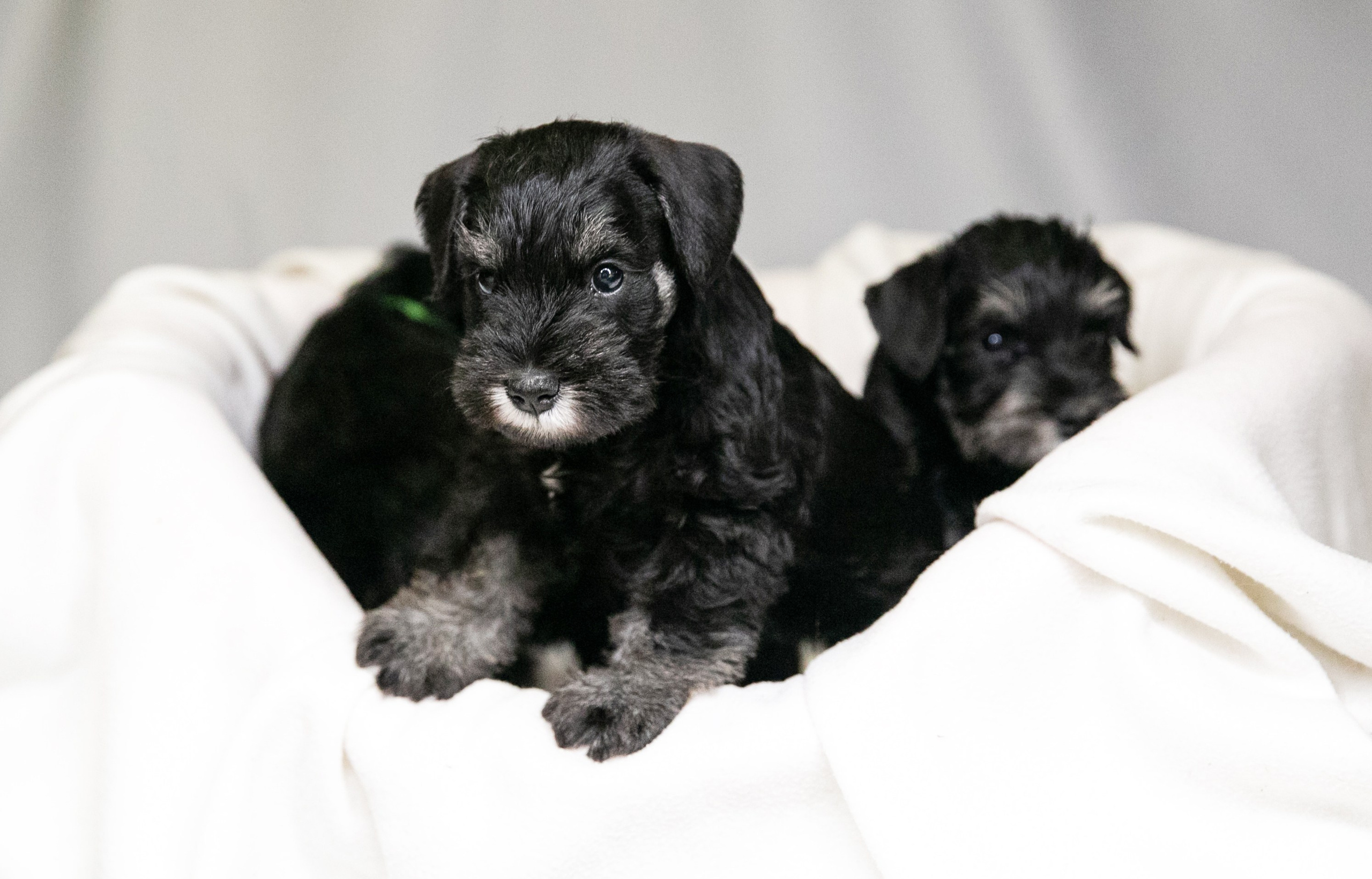 щенок цвергшнауцера