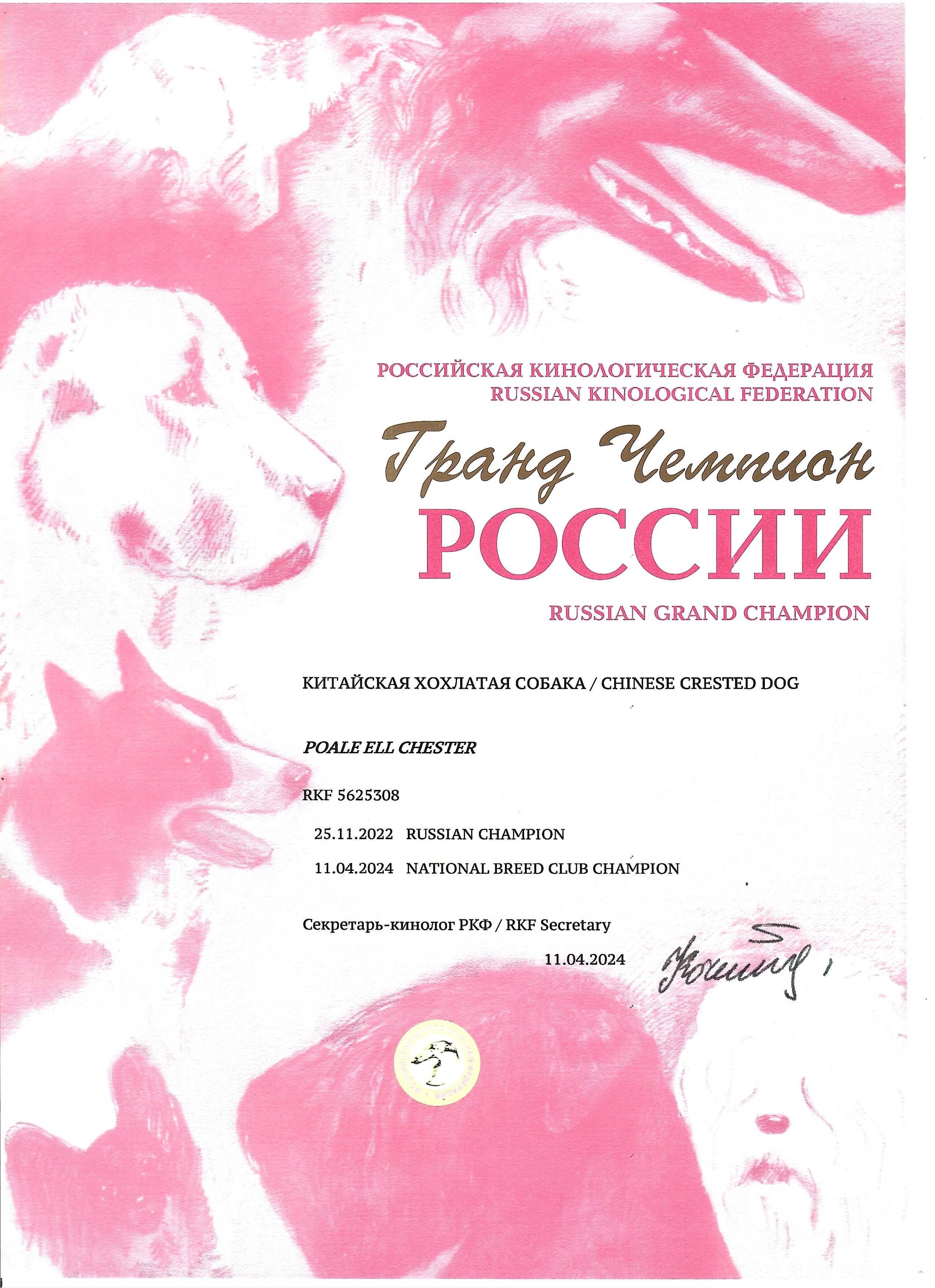 Poale Ell Chester. Питомник китайских хохлатых собак Poale Ell: купить щенка