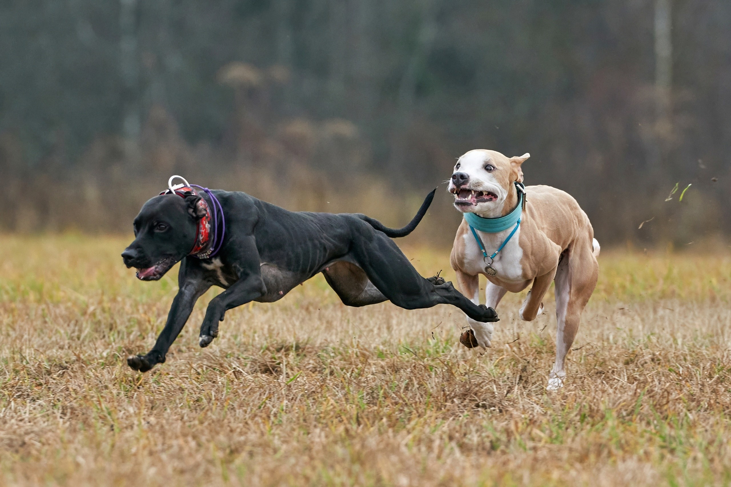 Состязания свор «Тройки». Фотограф-анималист Михаил Манухин