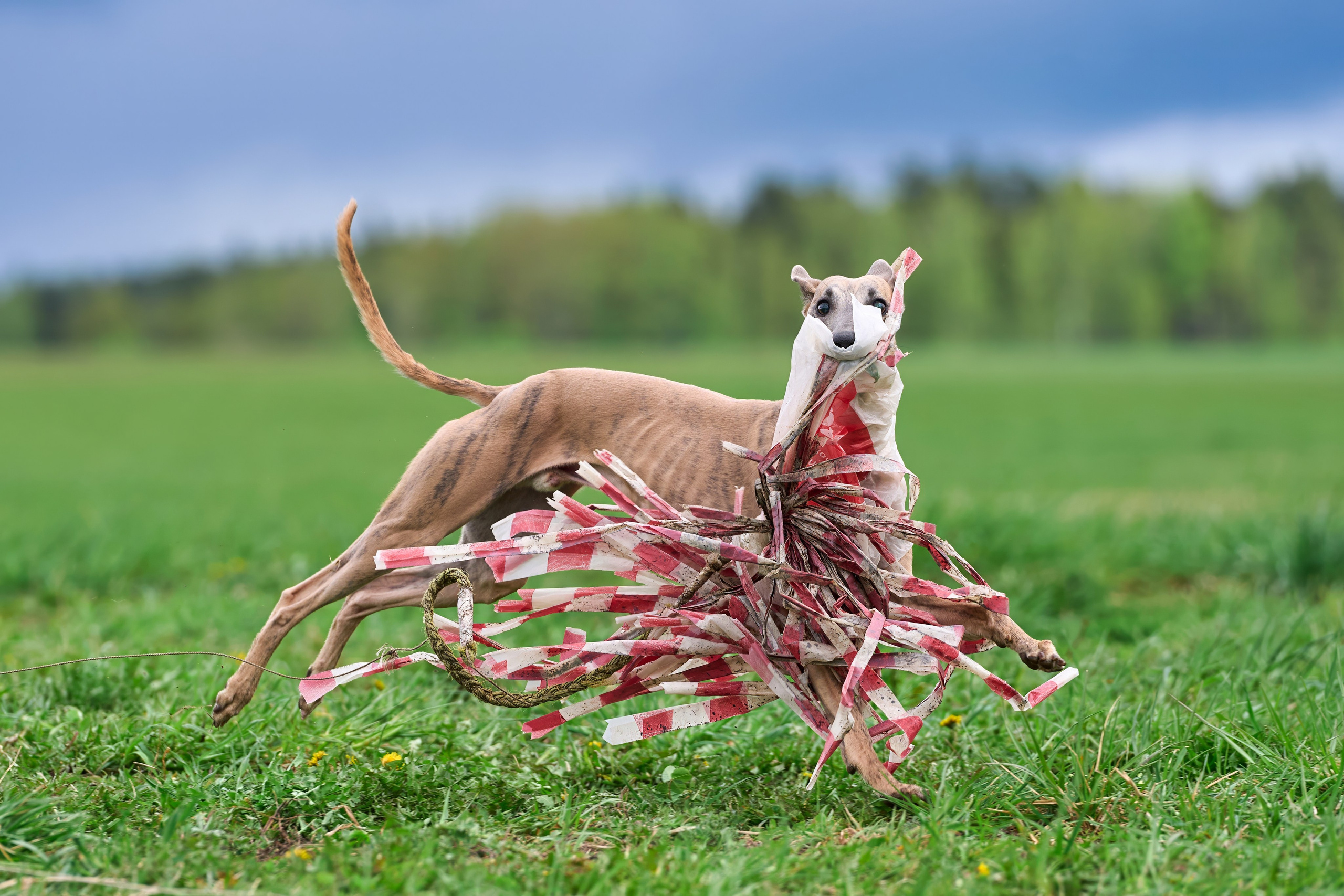 Тренировка по курсингу «на Ярославке». Фотограф-анималист Михаил Манухин