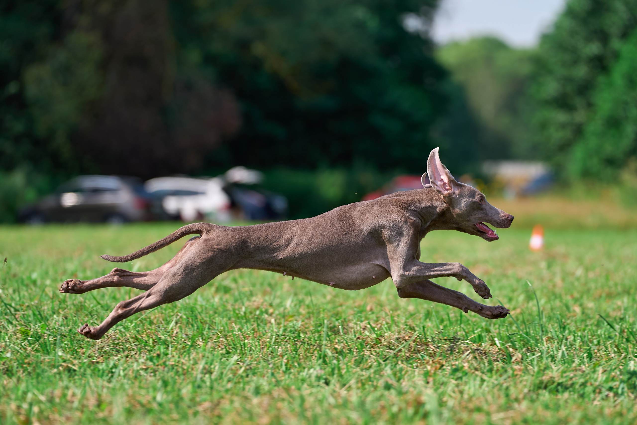 Тренировка в Донино. Фотограф-анималист Михаил Манухин