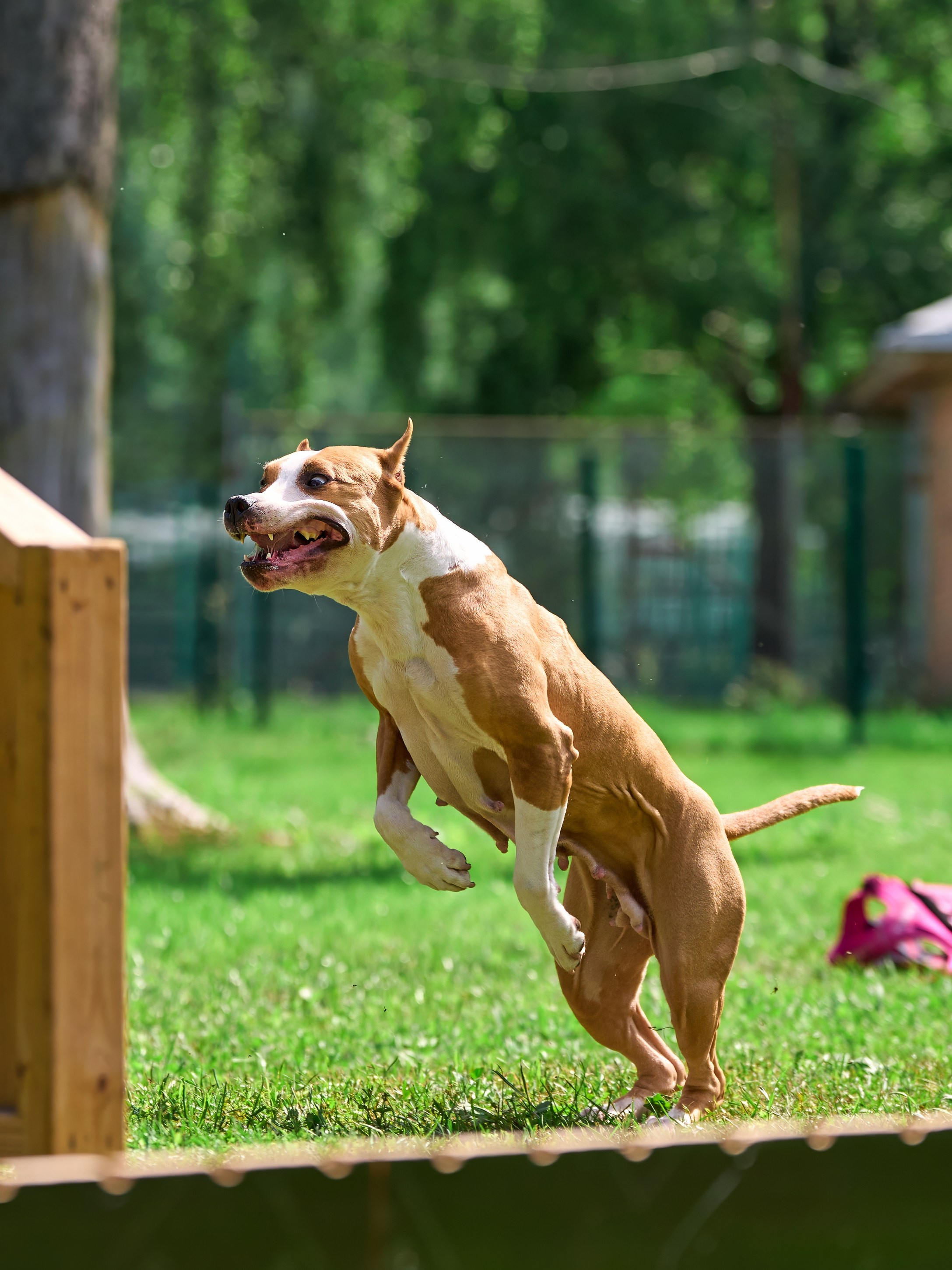 Двухдневные соревнования «Jump'n'Gym Fest — 2024». Фотограф-анималист Михаил Манухин
