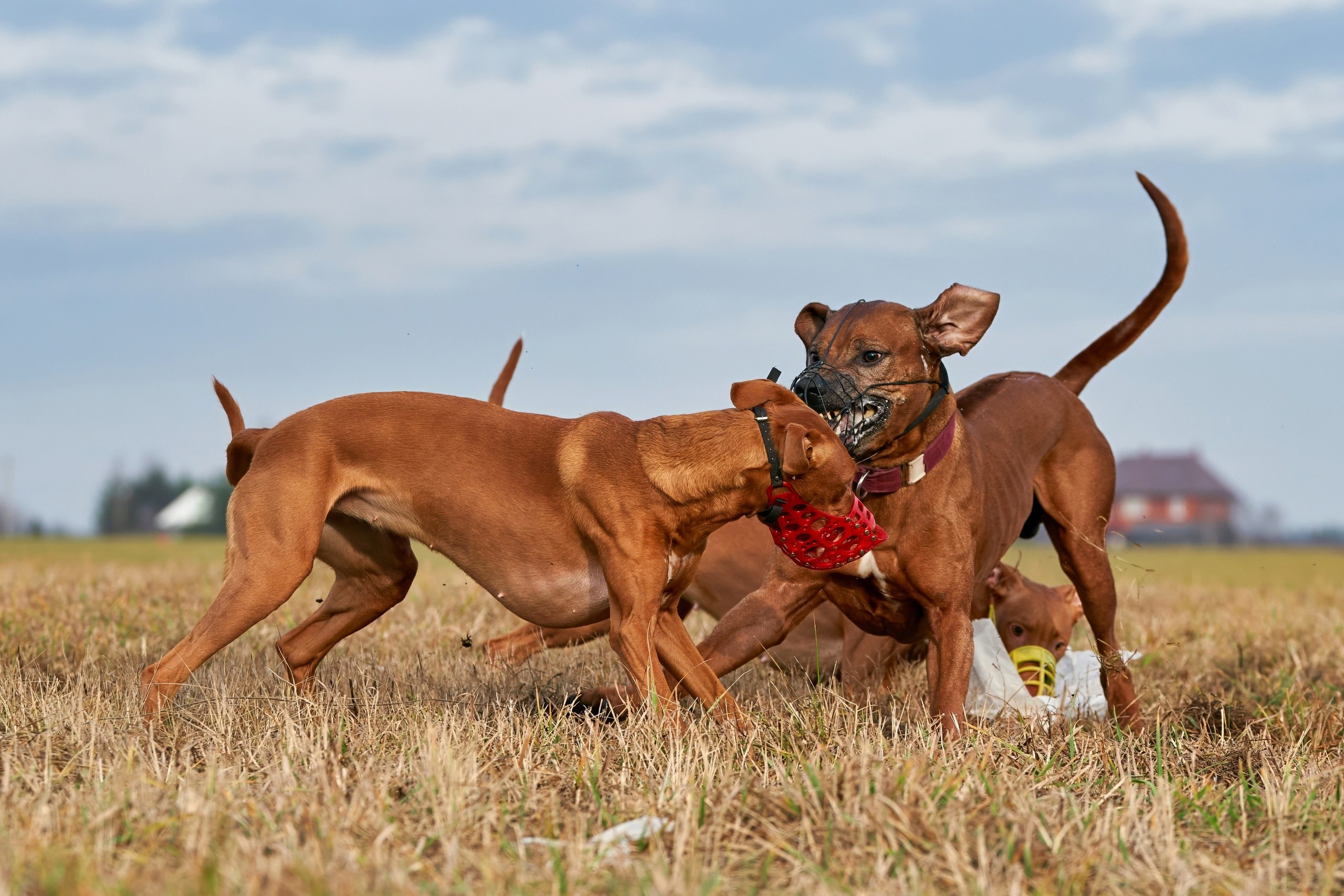 Состязания свор «Тройки». Фотограф-анималист Михаил Манухин