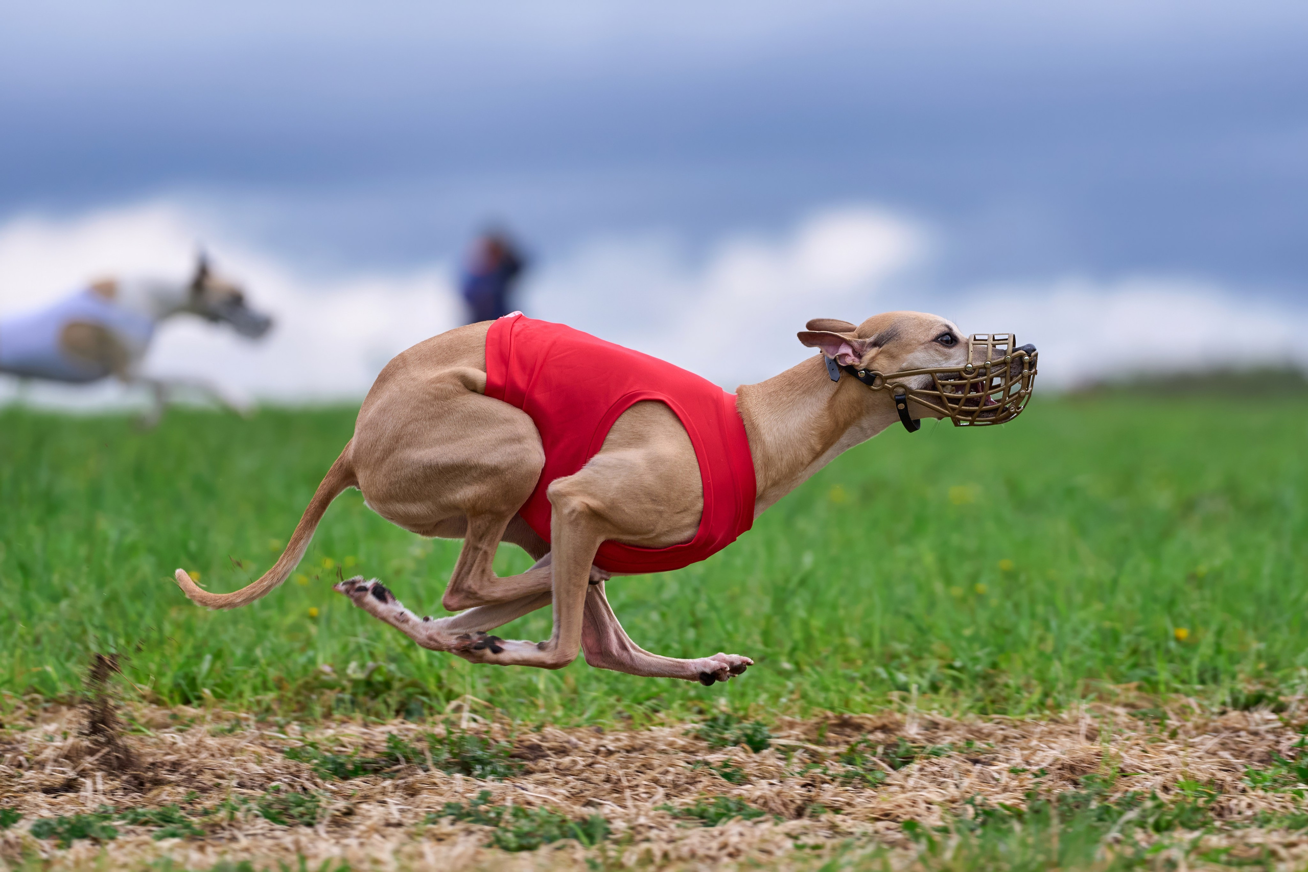 ПЧРКФ по курсингу. Фотограф-анималист Михаил Манухин