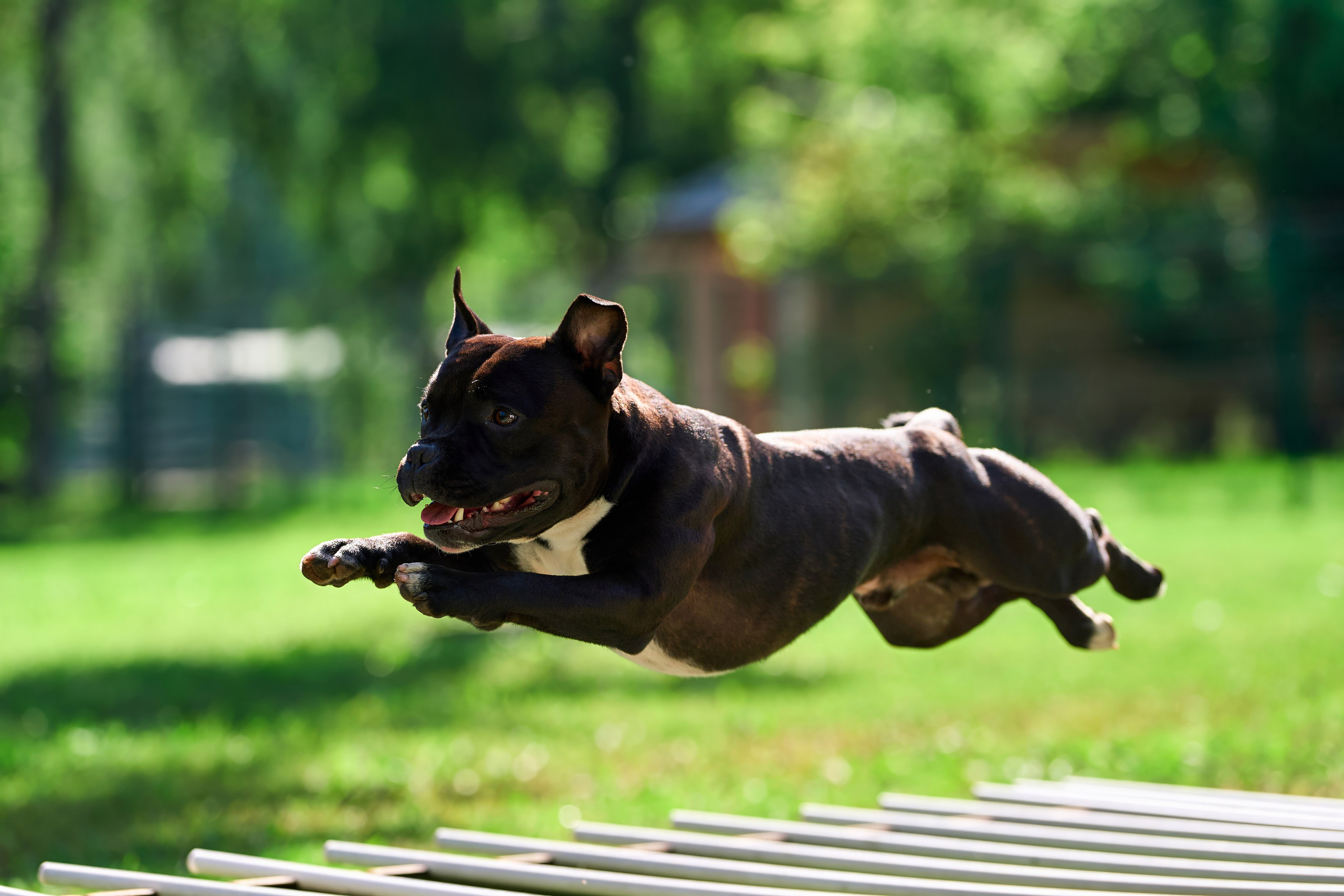 Двухдневные соревнования «Jump'n'Gym Fest — 2024». Фотограф-анималист Михаил Манухин