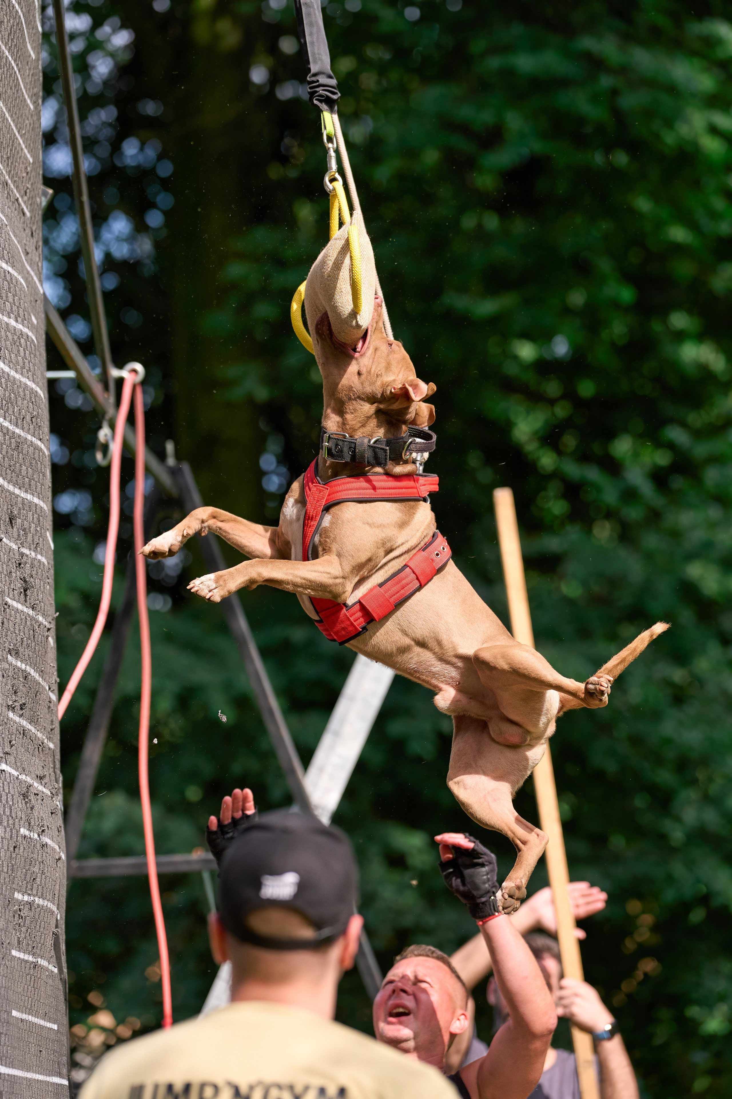 Двухдневные соревнования «Jump'n'Gym Fest — 2024». Фотограф-анималист Михаил Манухин