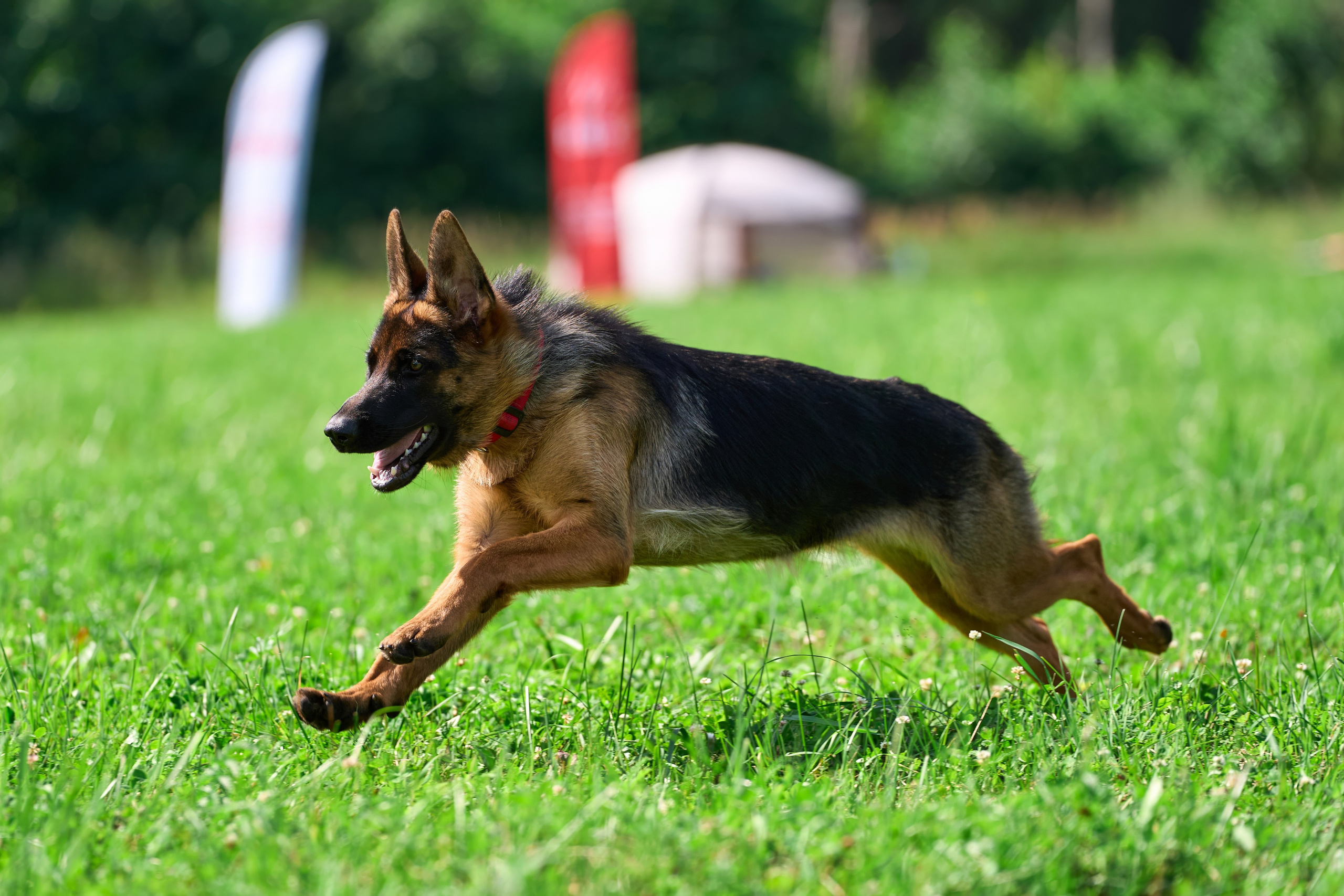 Тренировка в Донино. Фотограф-анималист Михаил Манухин