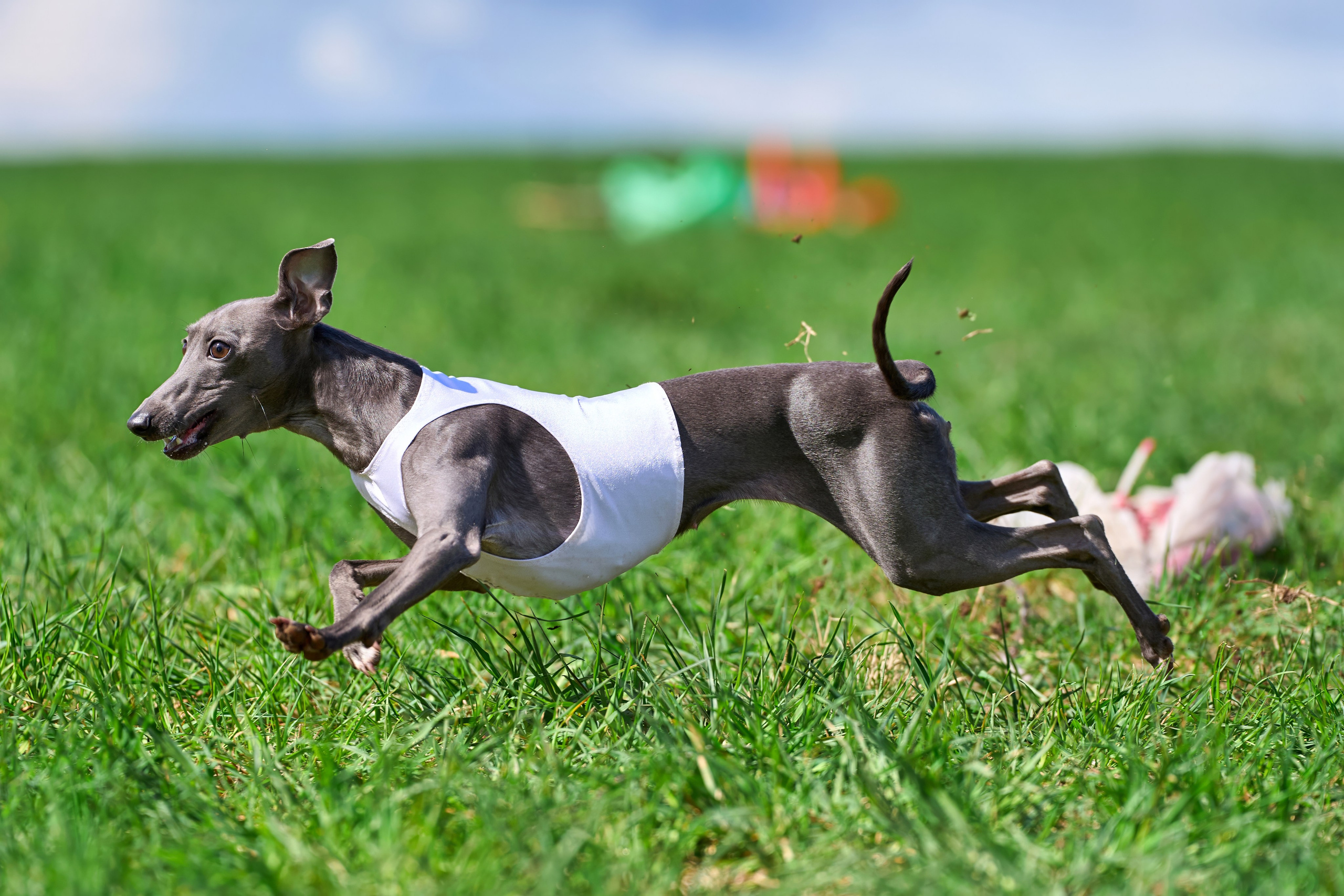 Тренировка по курсингу «на Ярославке». Фотограф-анималист Михаил Манухин