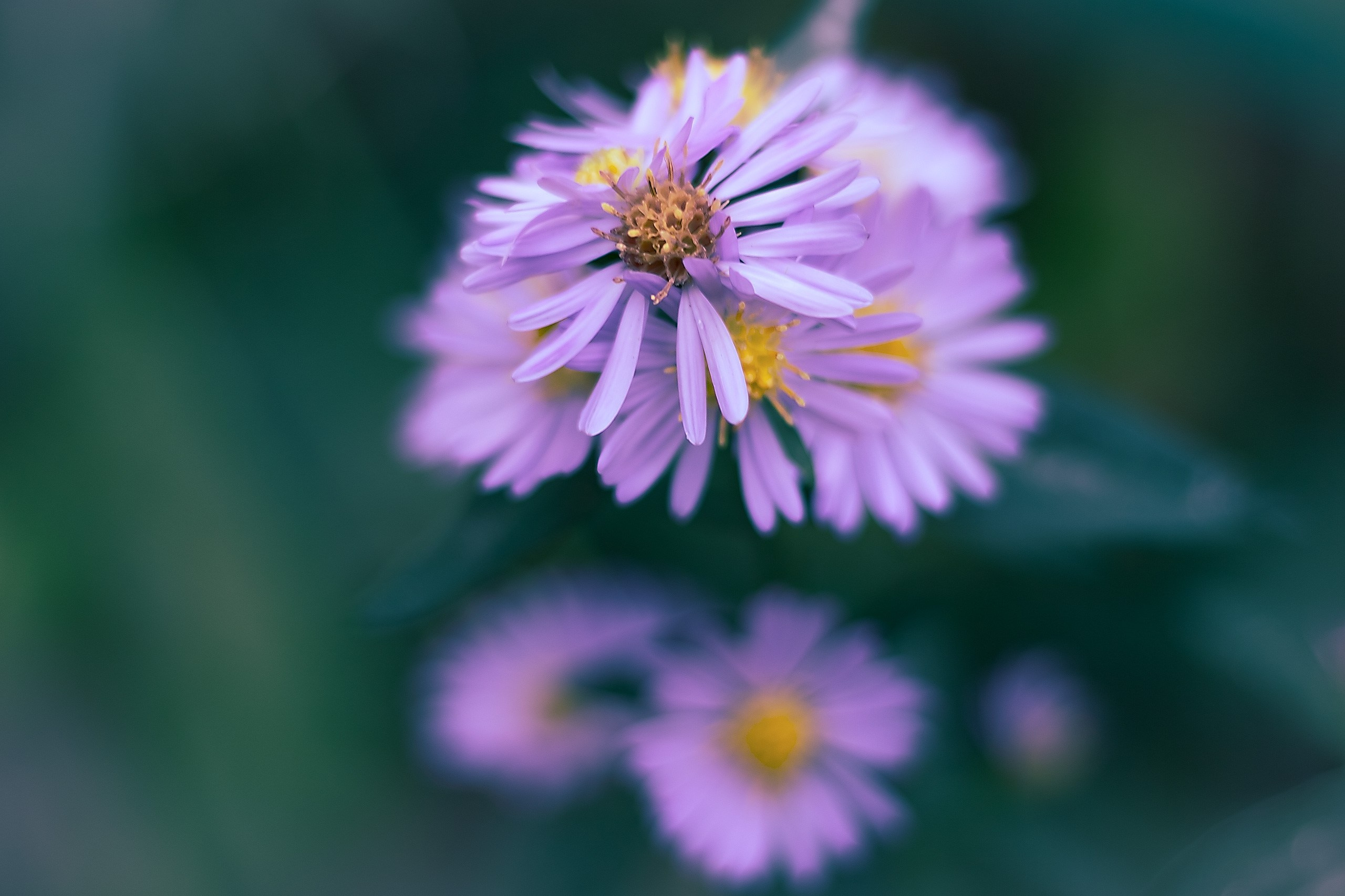 Шагни в мир яркости. Аmat Victoria Сuram