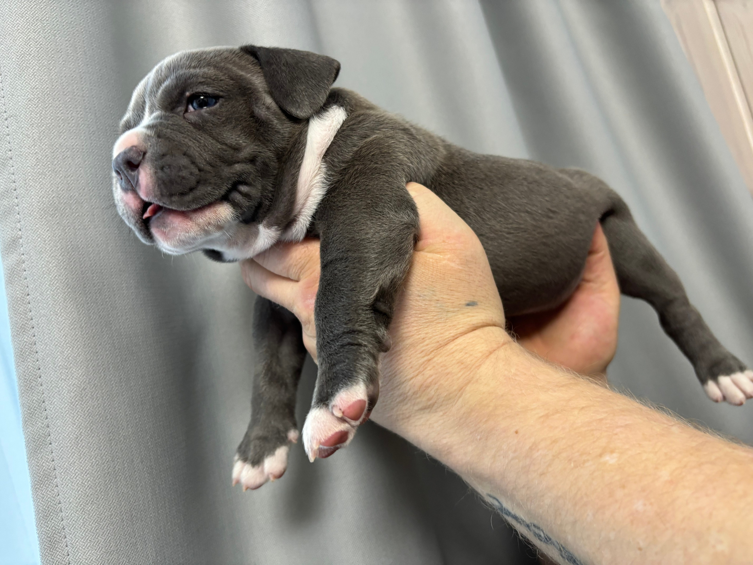 Помет Рич и Дося 04.02.25. Американский Булли в г. Ростов-на-Дону. Питомник THE POWER OF SIBERIA