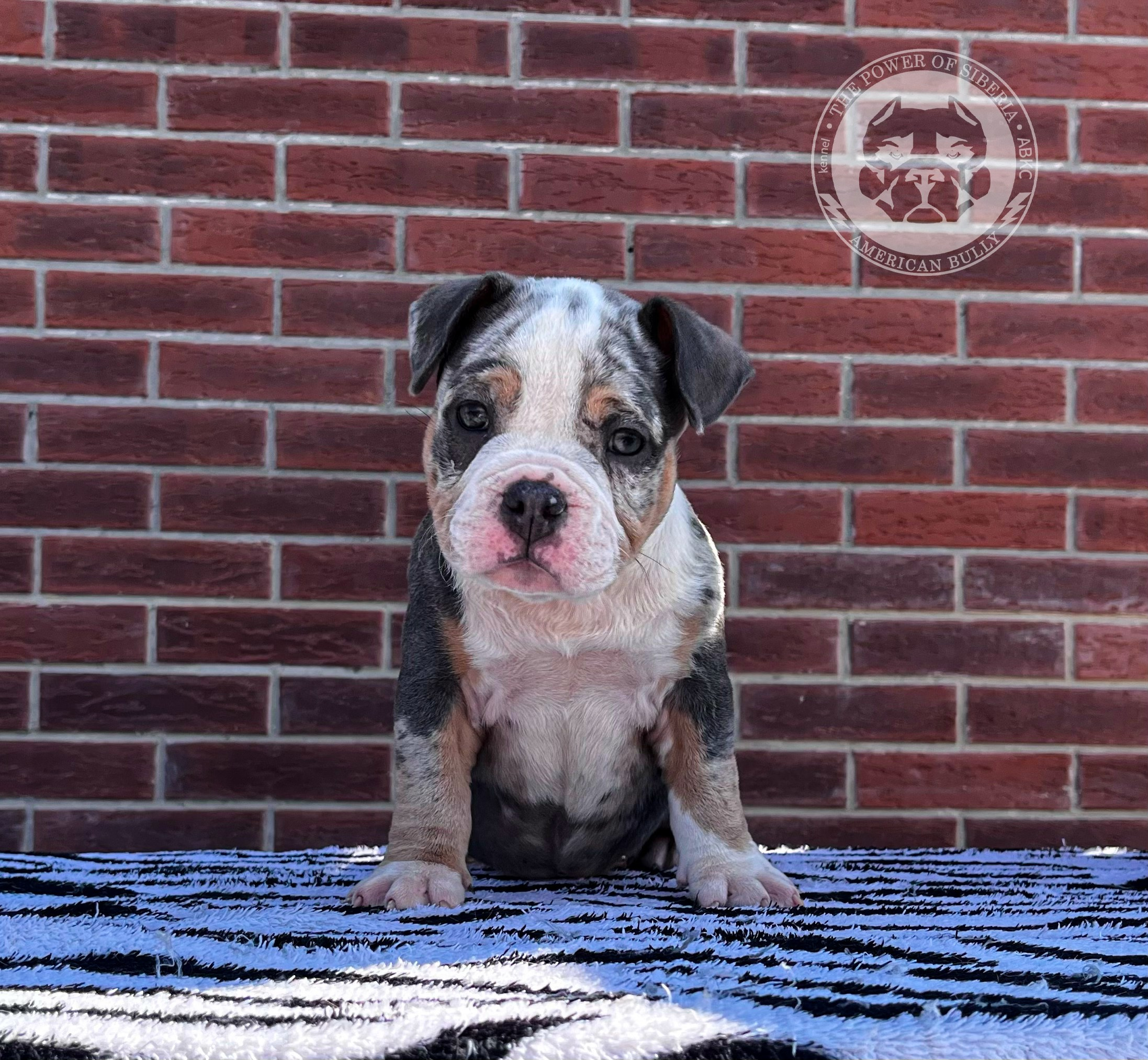 Помет Каспер и Асти. 13.04.25. Американский Булли в г. Ростов-на-Дону. Питомник THE POWER OF SIBERIA