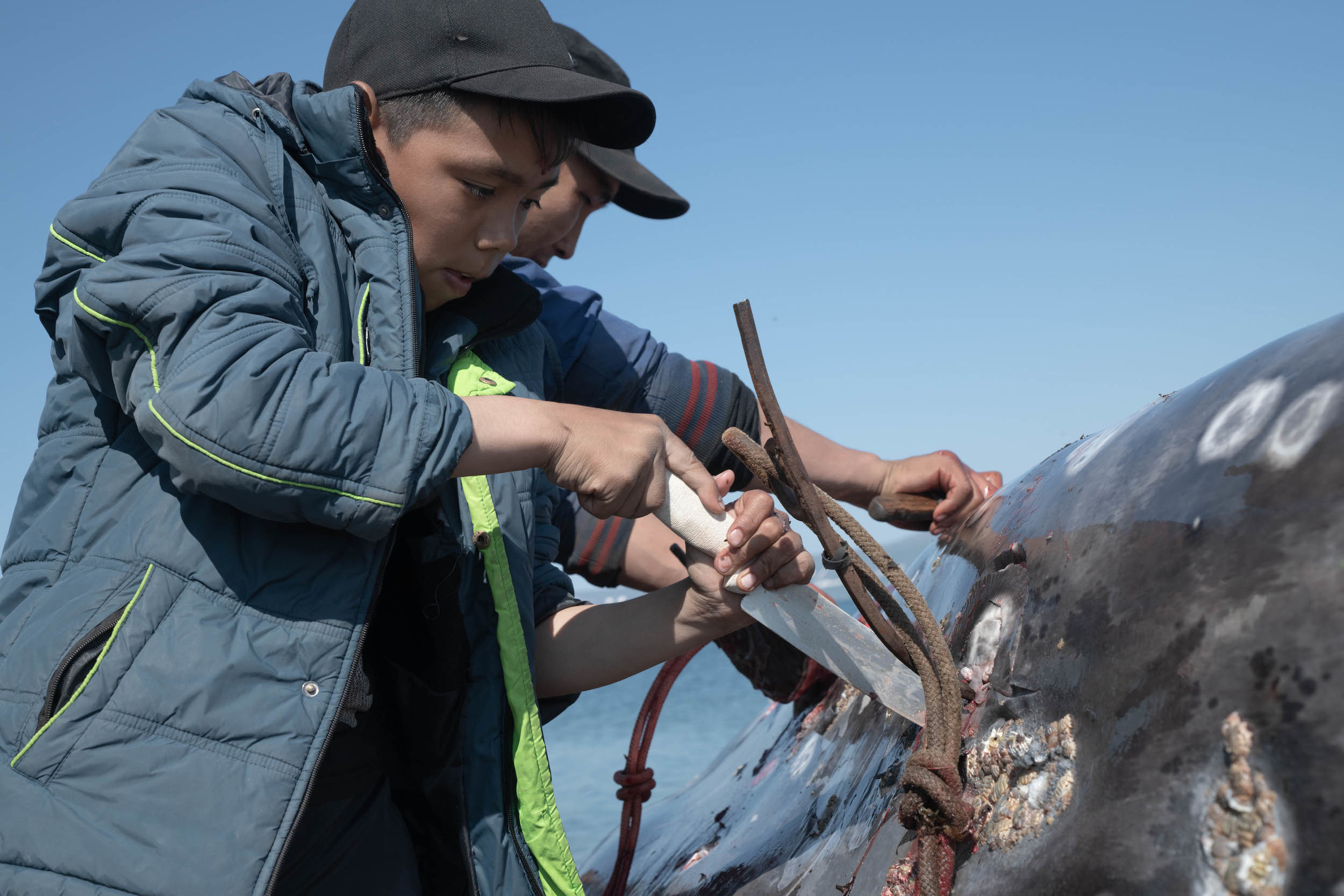 Рустам вырезает из тела кита свой первый гарпун