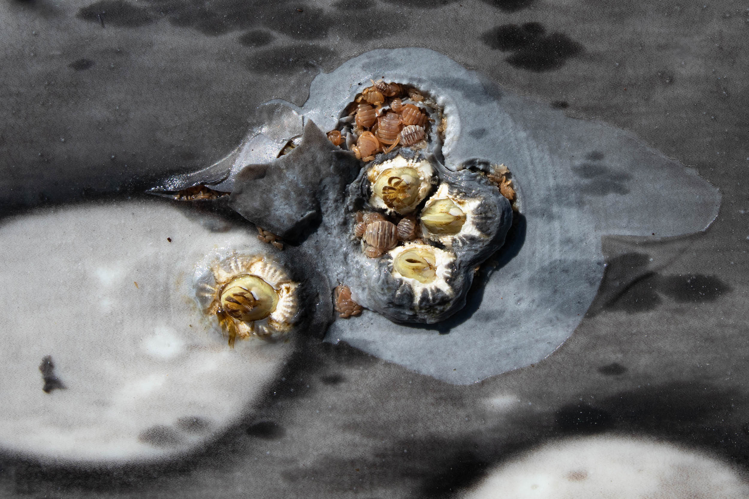 Китовая кожа полна паразитов