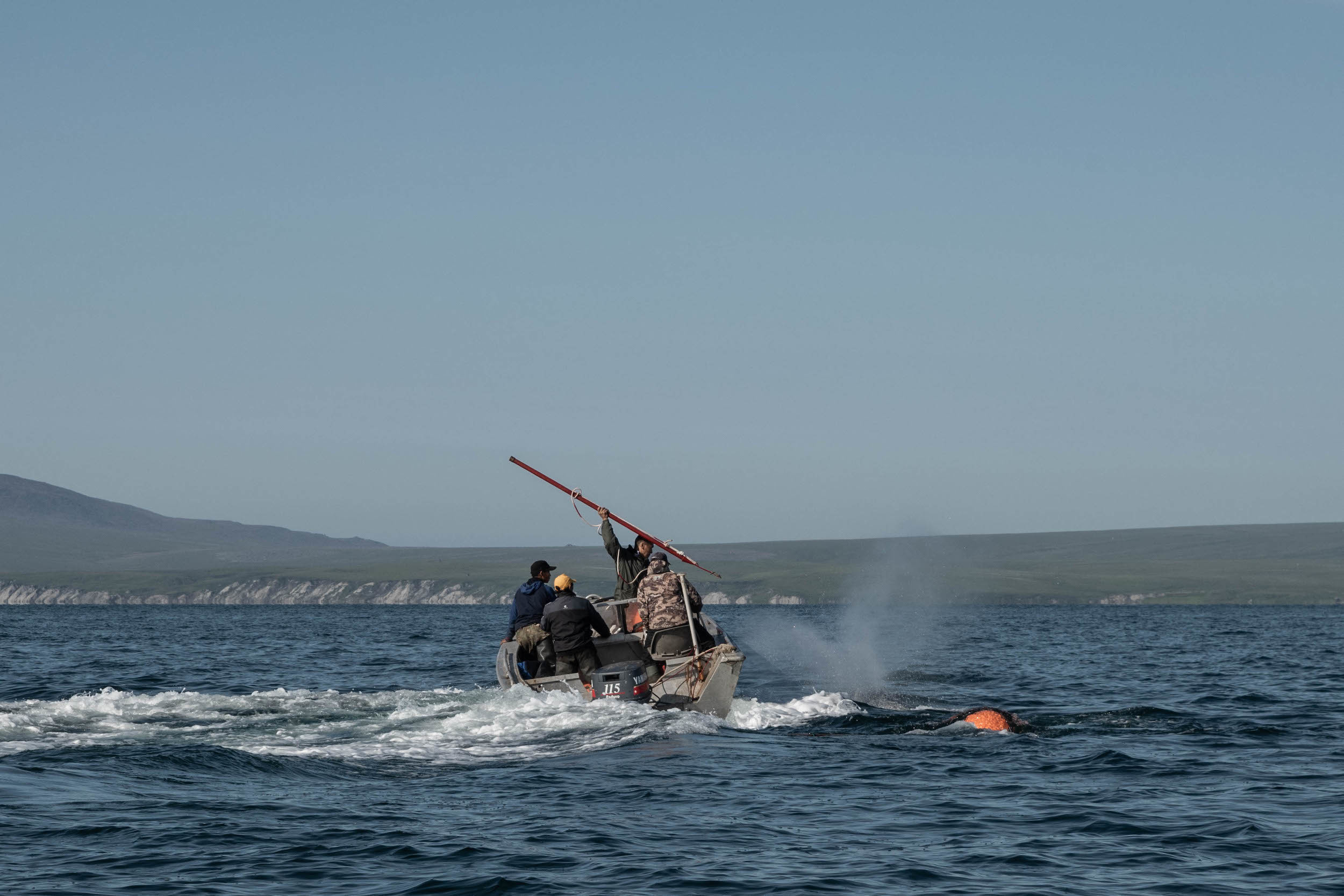 Во время охоты зверобои кидают в кита гарпуны. Их острия поворачиваются на 90 градусов и застревают в теле животного. Прикрепленным к гарпунам пластиковые буи тянут наверх. Когда кит уже не может погрузиться, его расстреливают из карабинов. Конструкция гарпуна почти не менялась две тысячи лет.