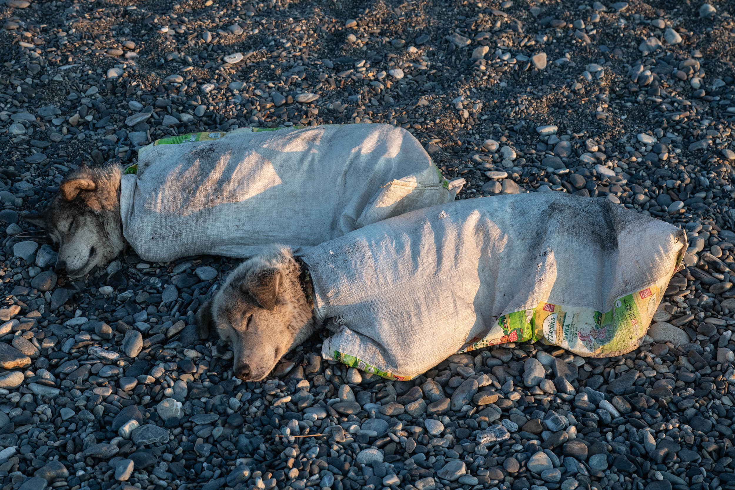 Две ездовые собаки упакованы для перевозки - чтобы не выпрыгнули с катера в океан