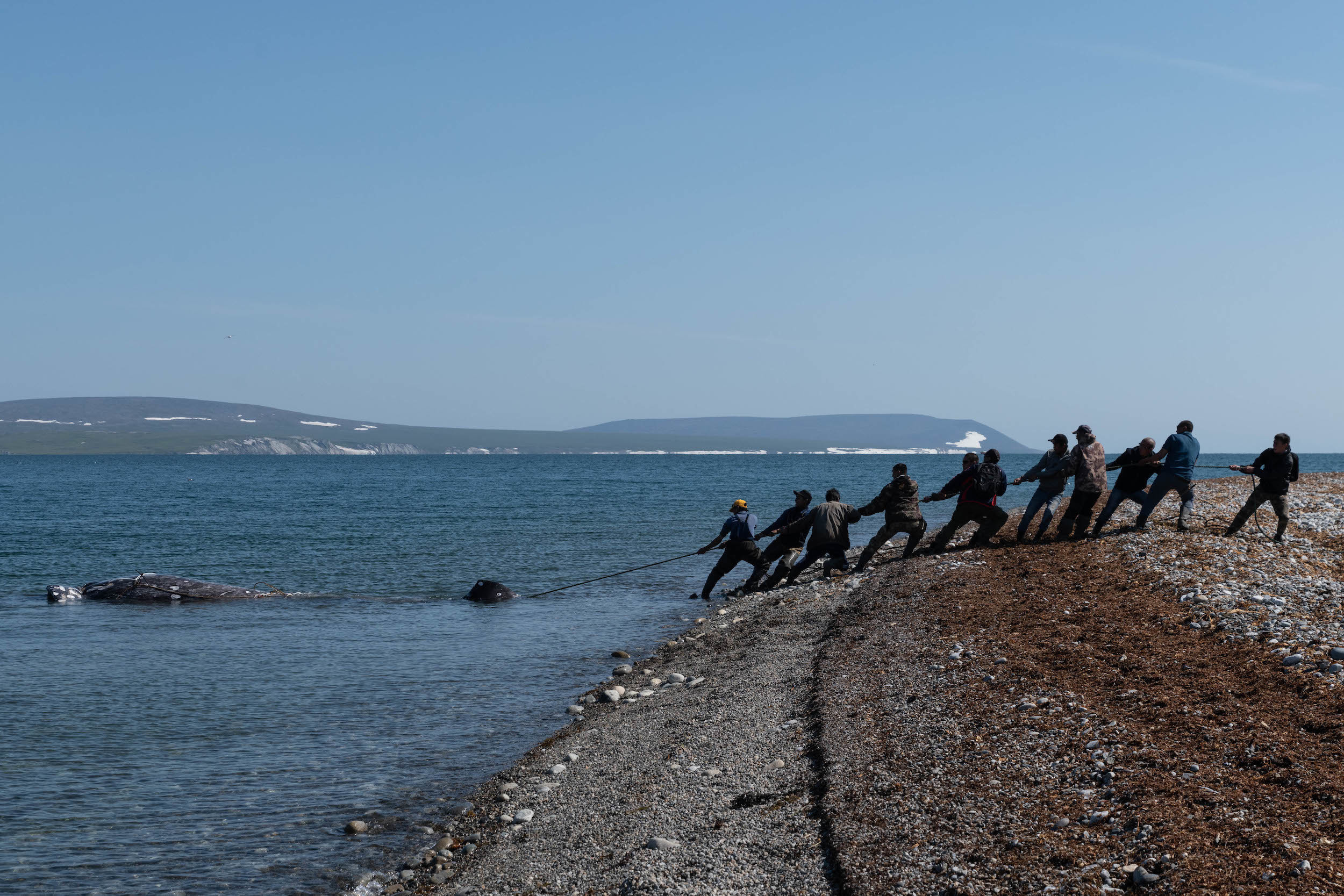 Кита вручную вытаскивают на берег