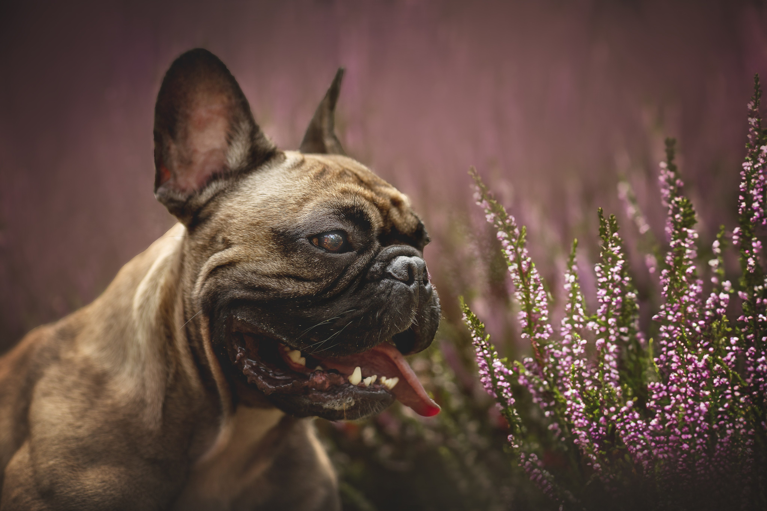 Фотограф-анималист в Москве и Подмосковье