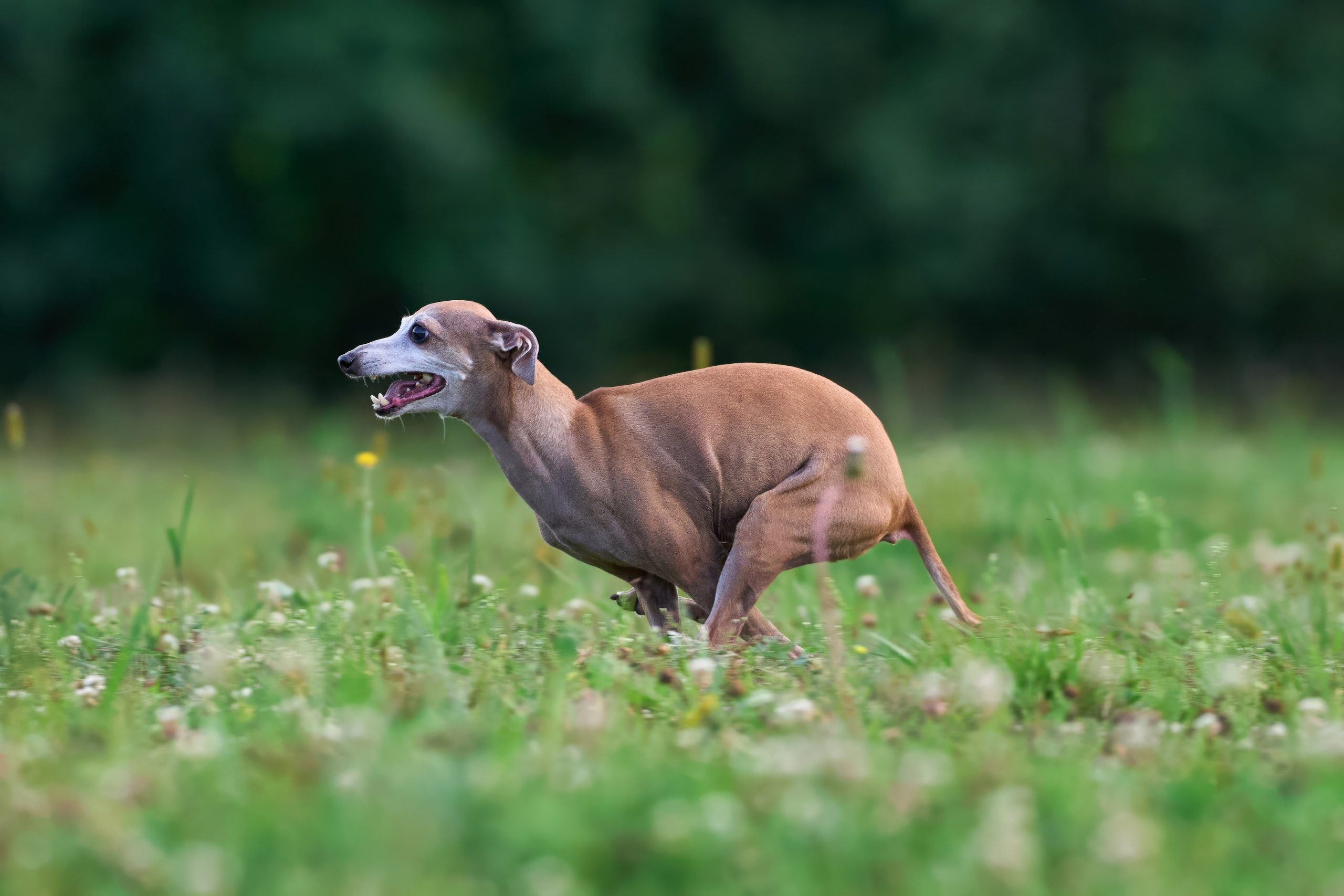 Тренировка в Донино. Фотограф-анималист Михаил Манухин