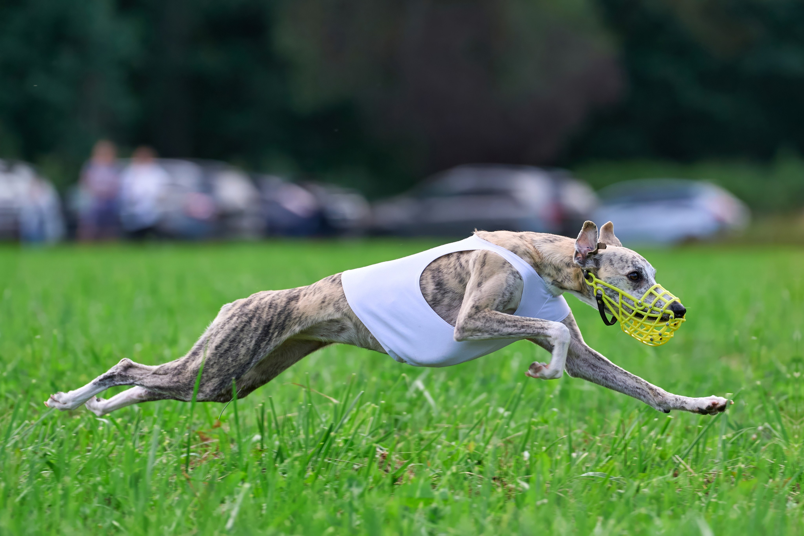 Тренировка в Донино. Фотограф-анималист Михаил Манухин