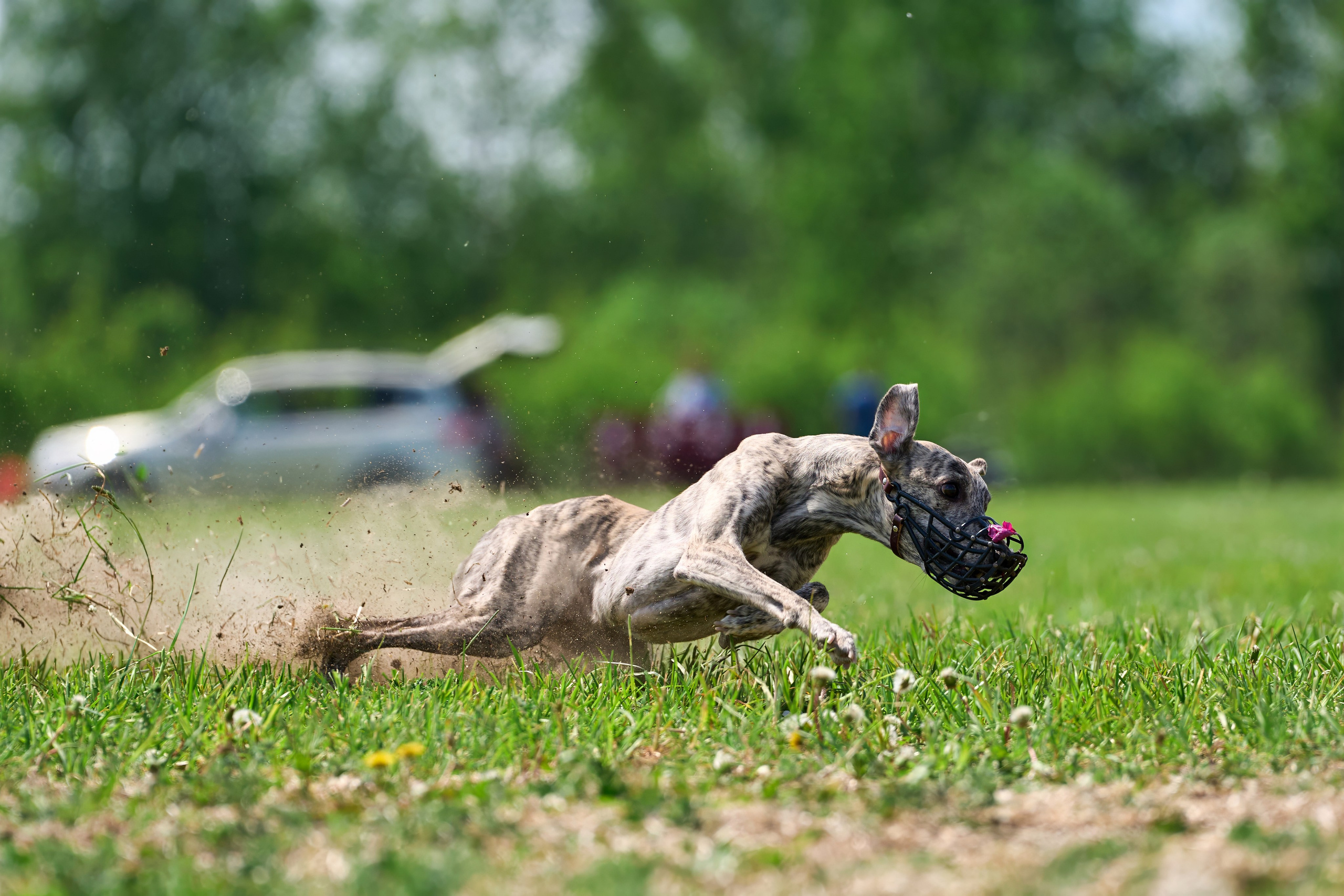 Квалификация по рейсингу. РАЛББ и Курсинг на Ярославке. Фотограф-анималист Михаил Манухин