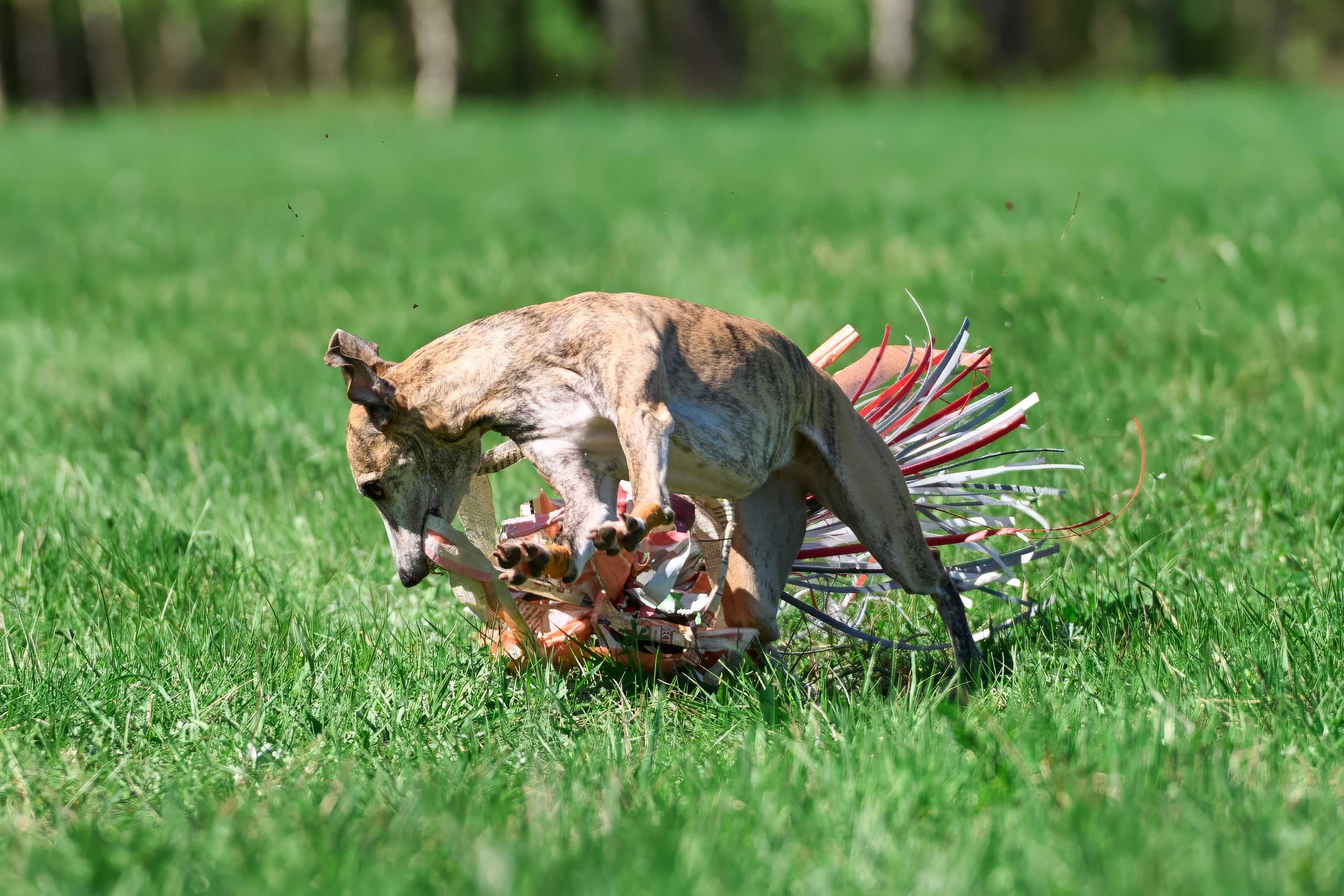 Тренировка по курсингу Донино. Фотограф-анималист Михаил Манухин