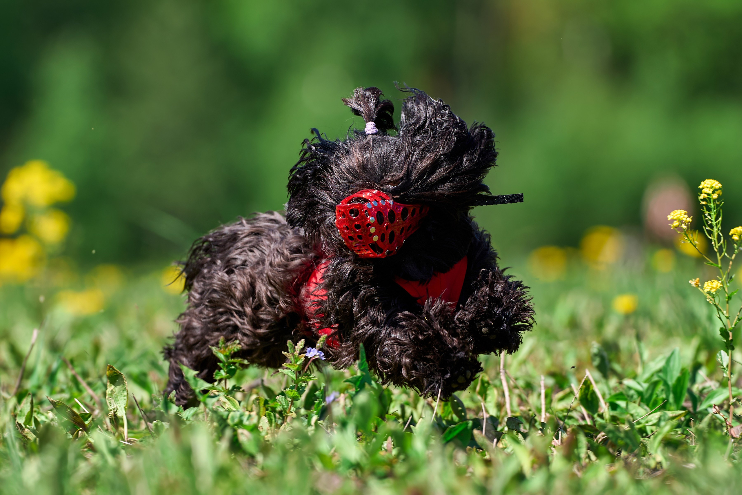Квалификация по курсингу Донино. Фотограф-анималист Михаил Манухин